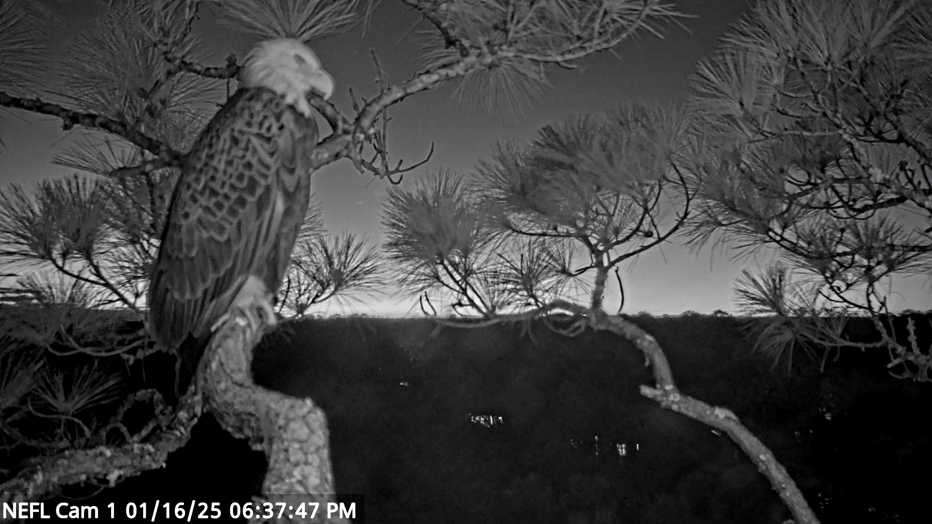 Snapshot of NE Florida Eagles Live Webcam taken Jan 16, 2025, 6:37pm EST