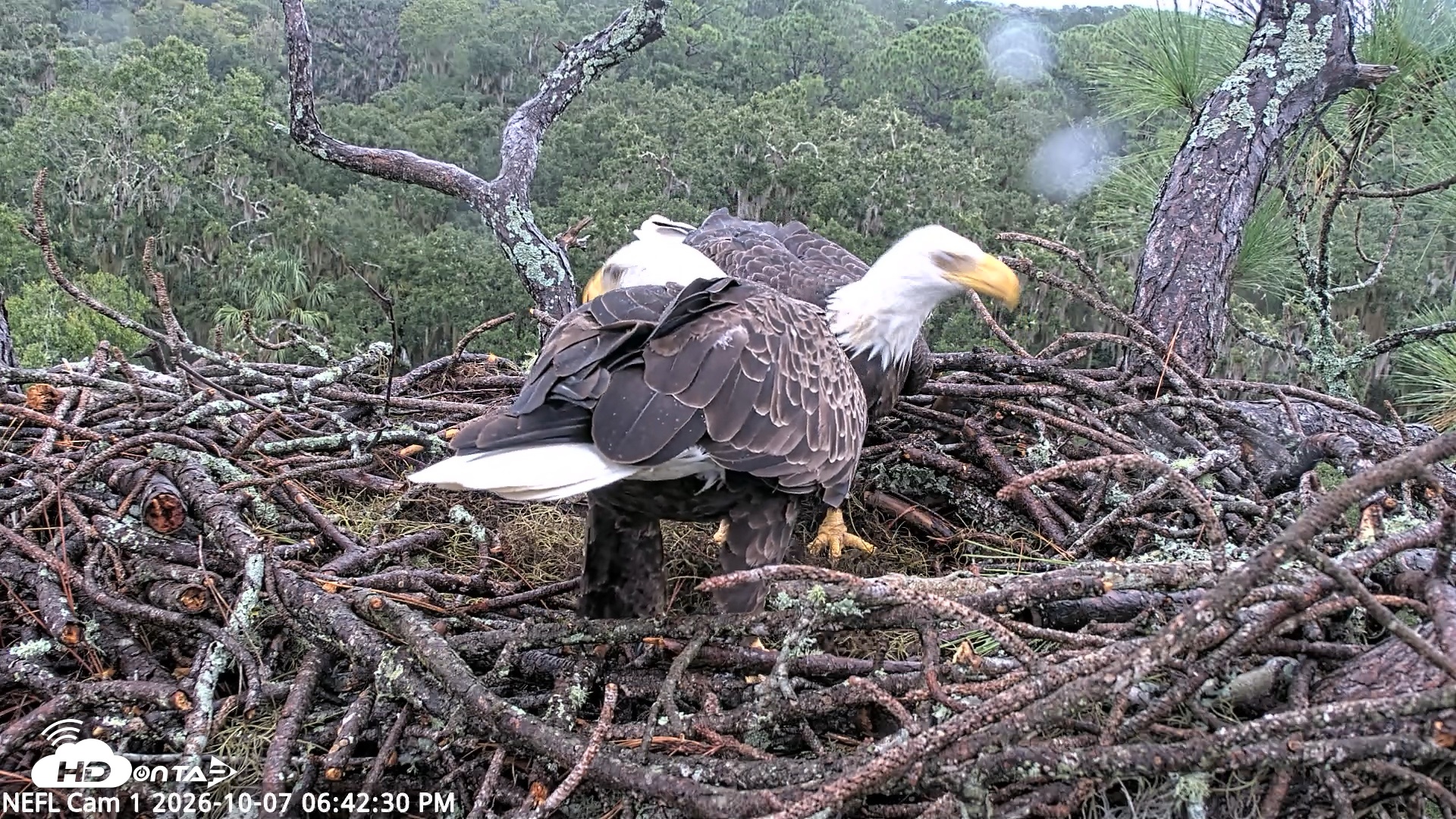Snapshot of NE Florida Eagles Live Webcam taken Oct 7, 2026, 6:43pm EDT