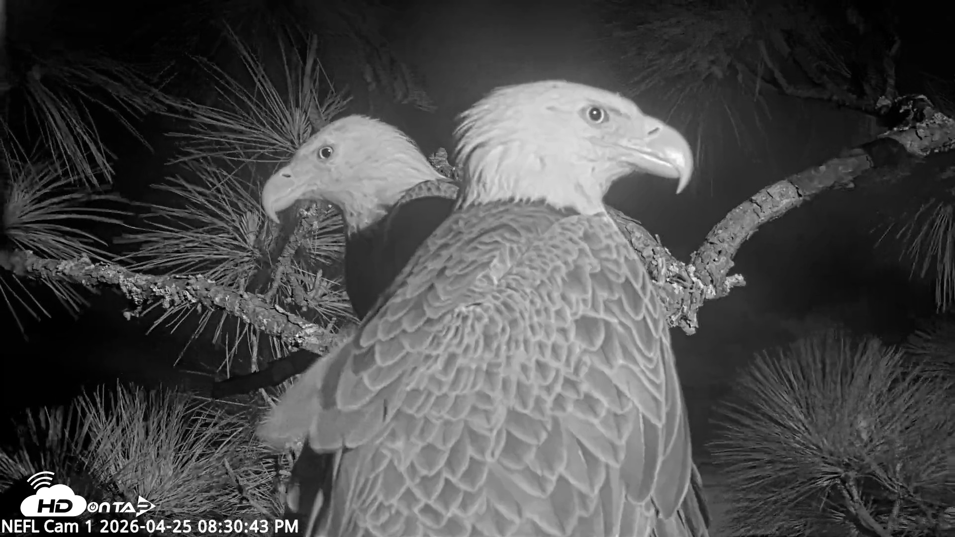 Snapshot of NE Florida Eagles Live Webcam taken Apr 25, 2026, 8:31pm EDT