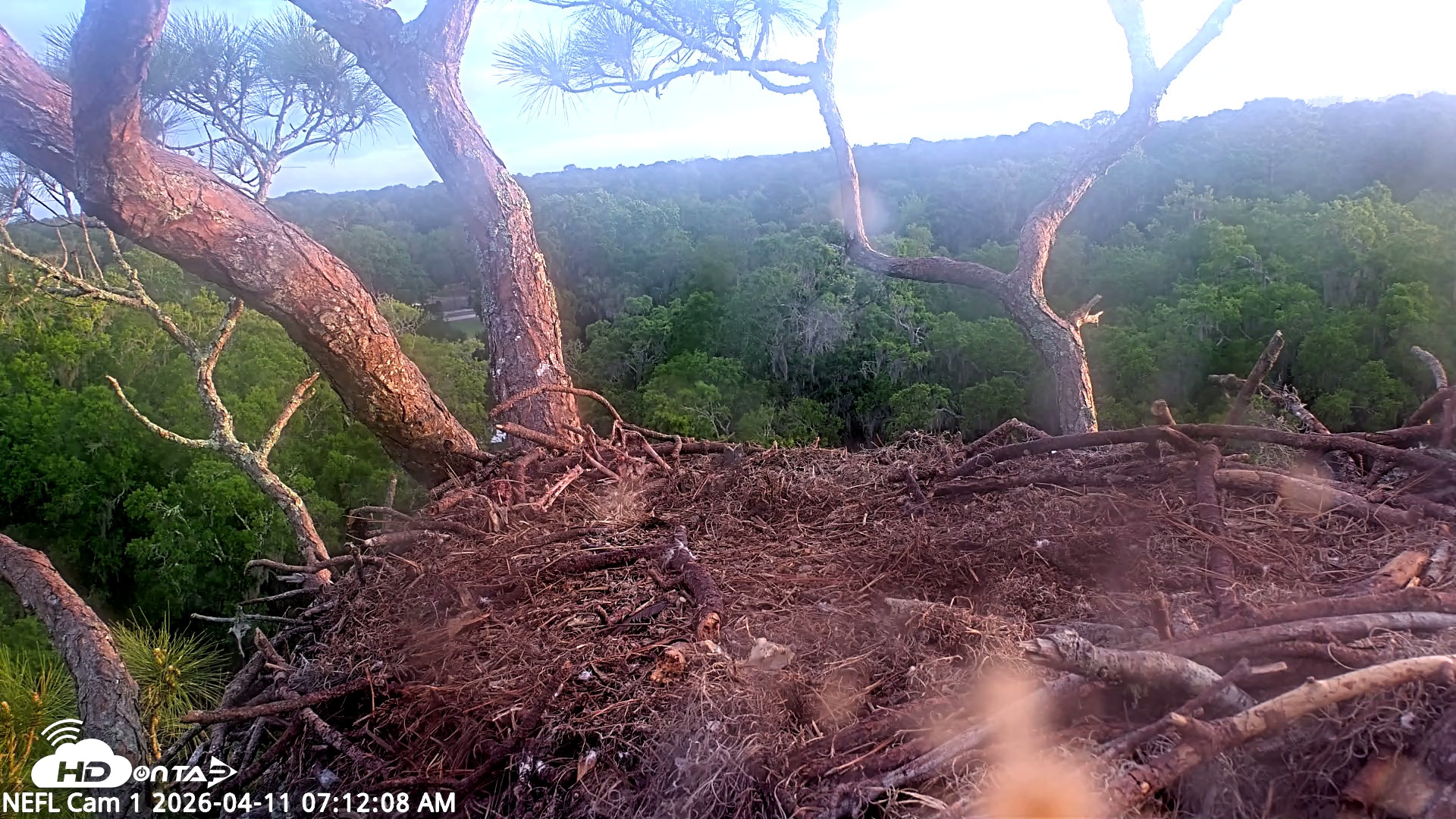 Snapshot of NE Florida Eagles Live Webcam taken Apr 11, 2026, 7:12am EDT