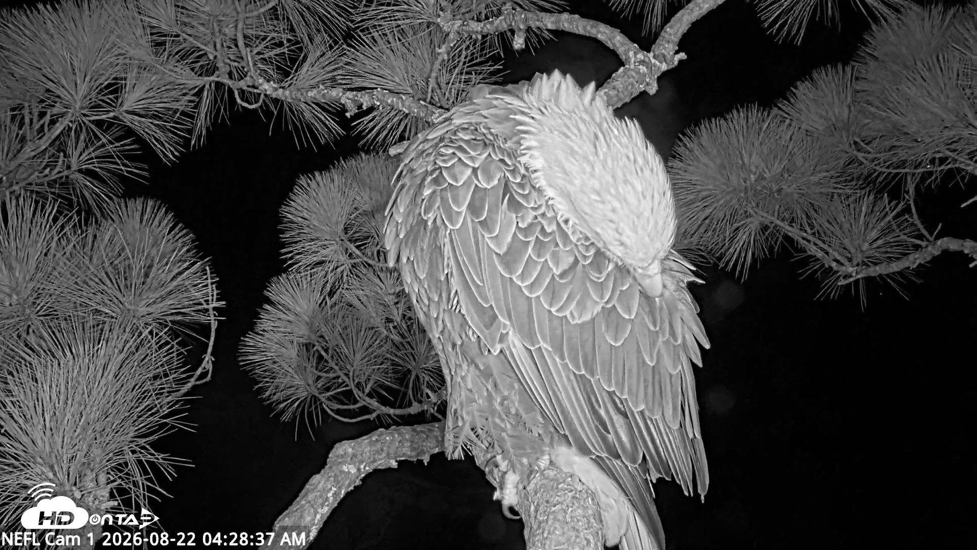 Snapshot of NE Florida Eagles Live Webcam taken Aug 22, 2026, 4:29am EDT