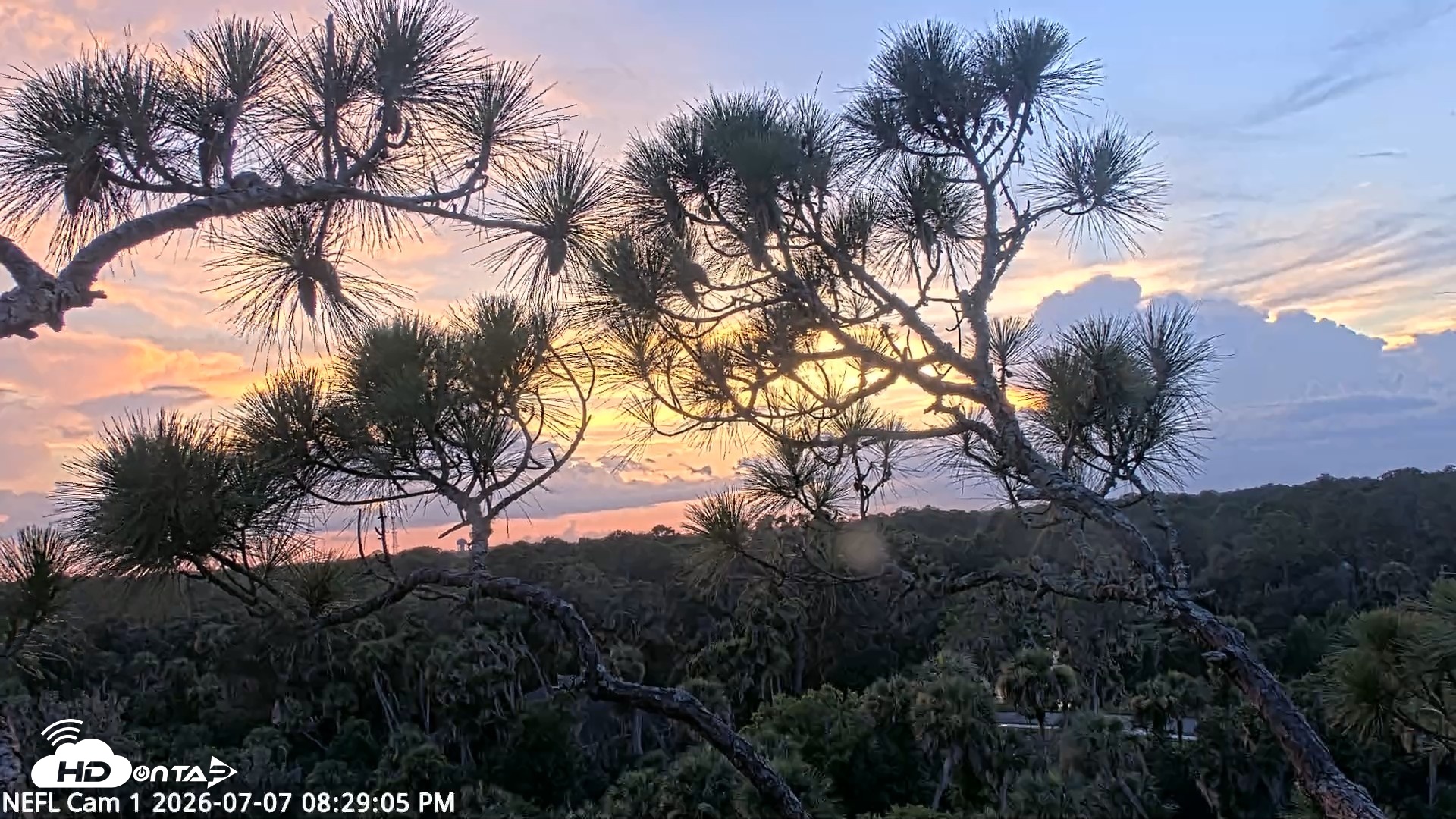 Snapshot of NE Florida Eagles Live Webcam taken Jul 7, 2026, 8:30pm EDT