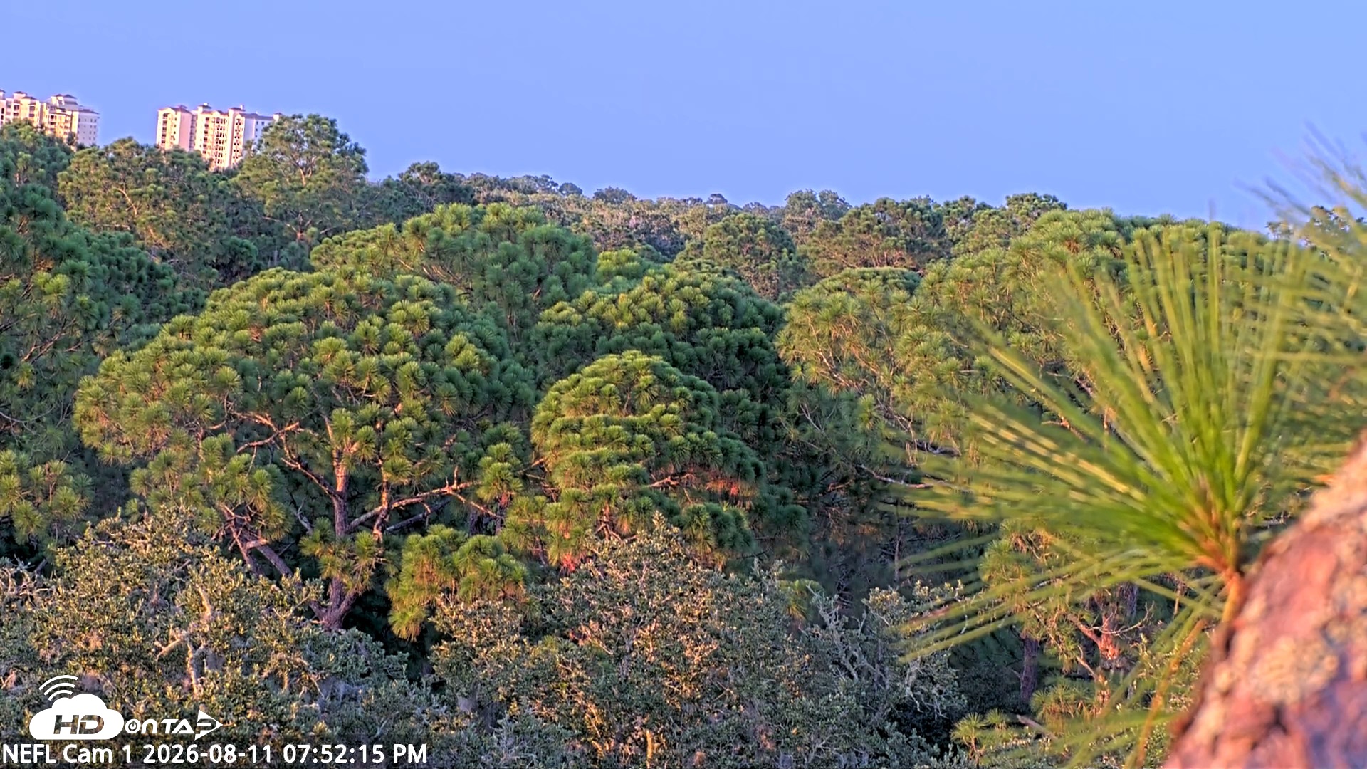 Snapshot of NE Florida Eagles Live Webcam taken Aug 11, 2026, 7:53pm EDT