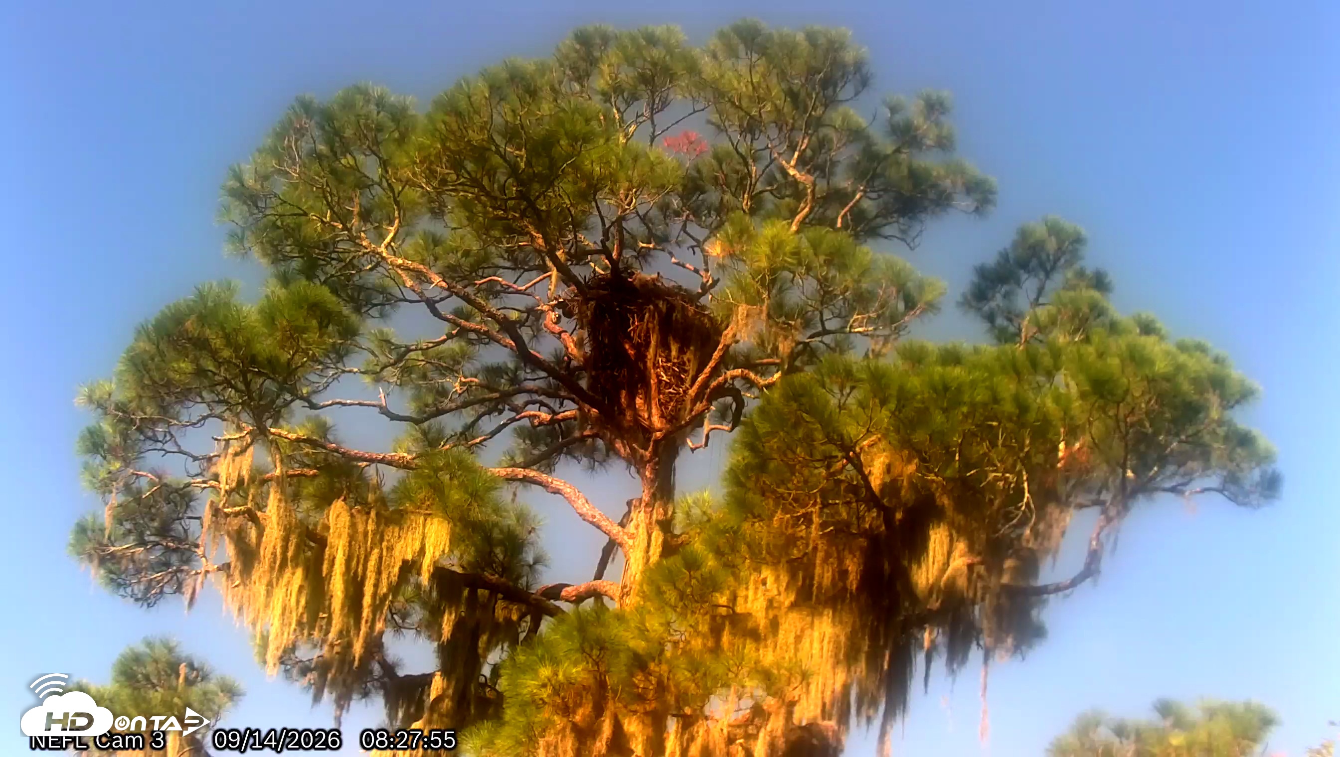 Snapshot of NE Florida Eagles Live Webcam taken Sep 14, 2026, 8:29am EDT