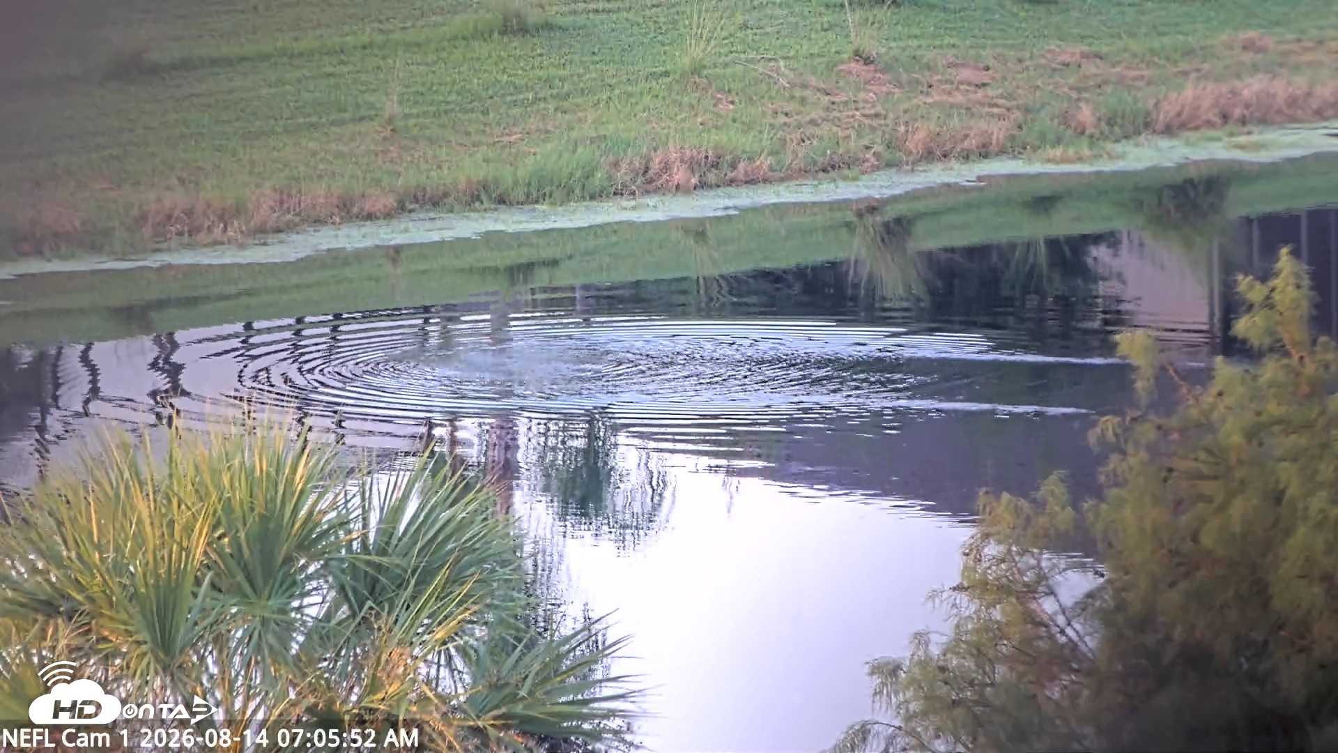 Snapshot of NE Florida Eagles Live Webcam taken Aug 14, 2026, 7:06am EDT