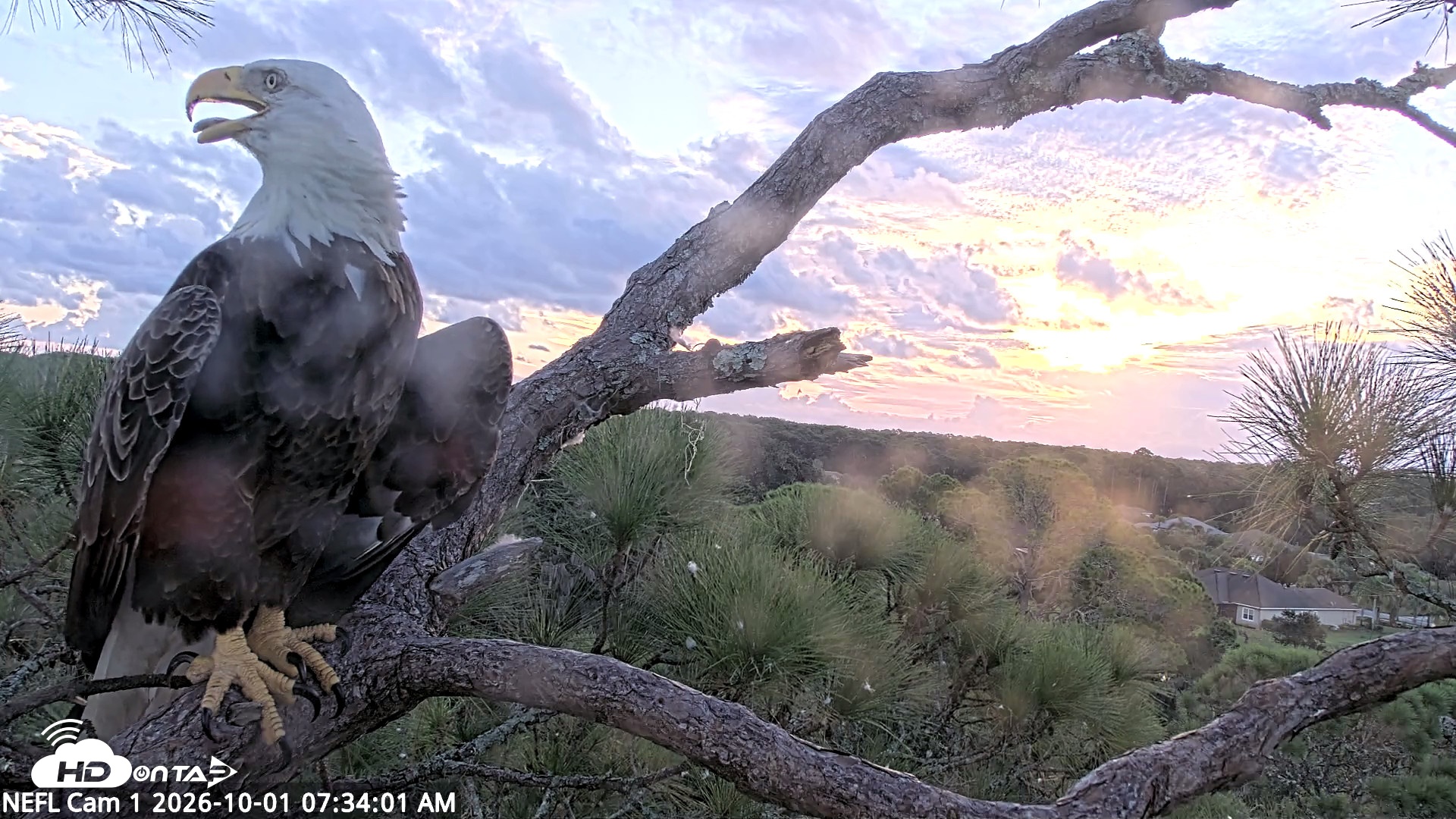 Snapshot of NE Florida Eagles Live Webcam taken Oct 1, 2026, 7:34am EDT