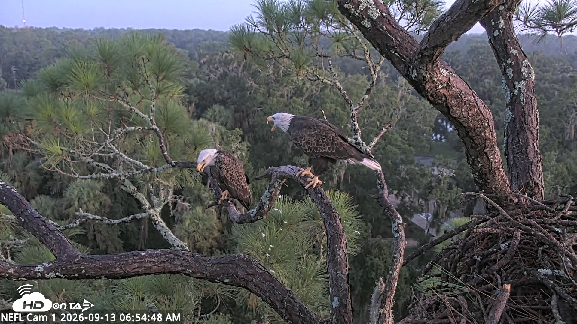 Snapshot of NE Florida Eagles Live Webcam taken Sep 13, 2026, 6:55am EDT
