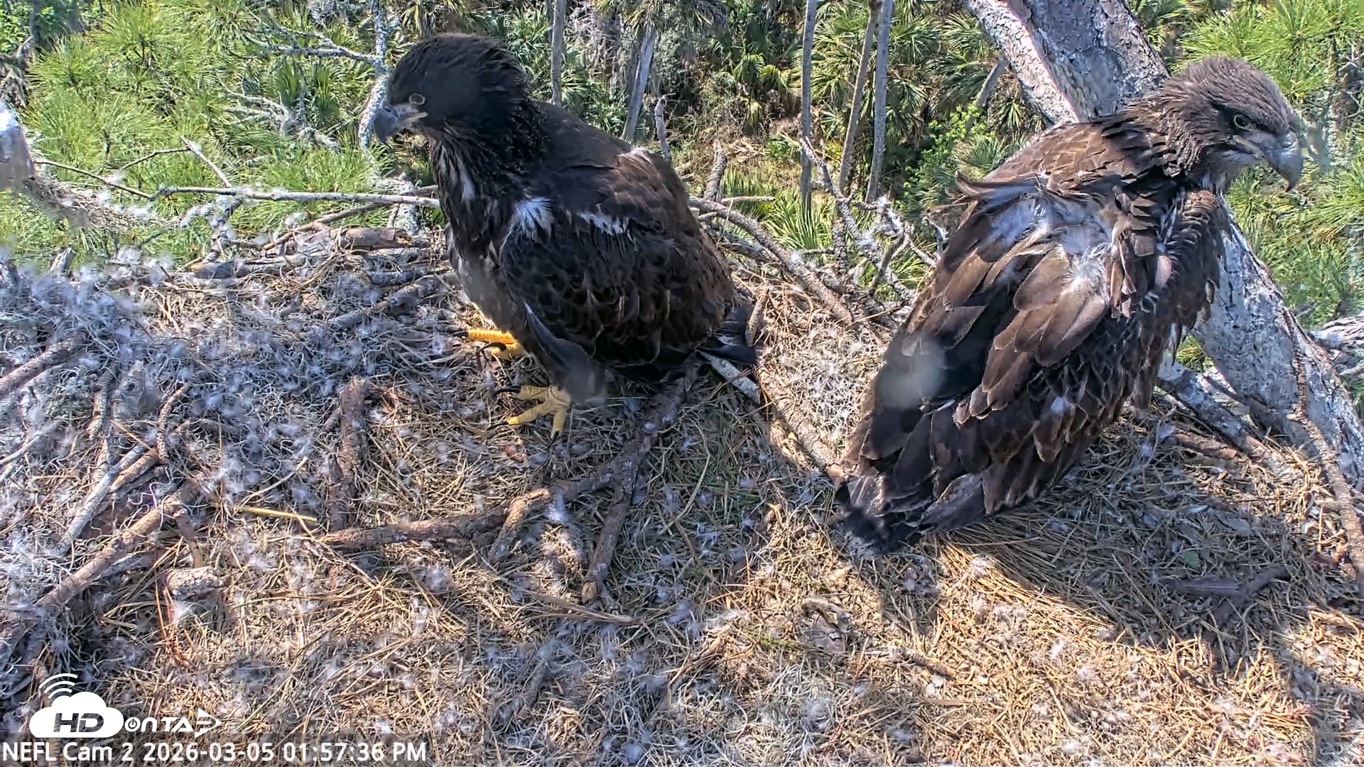 Snapshot of NE Florida Eagles Live Webcam taken Mar 5, 2026, 1:58pm EST