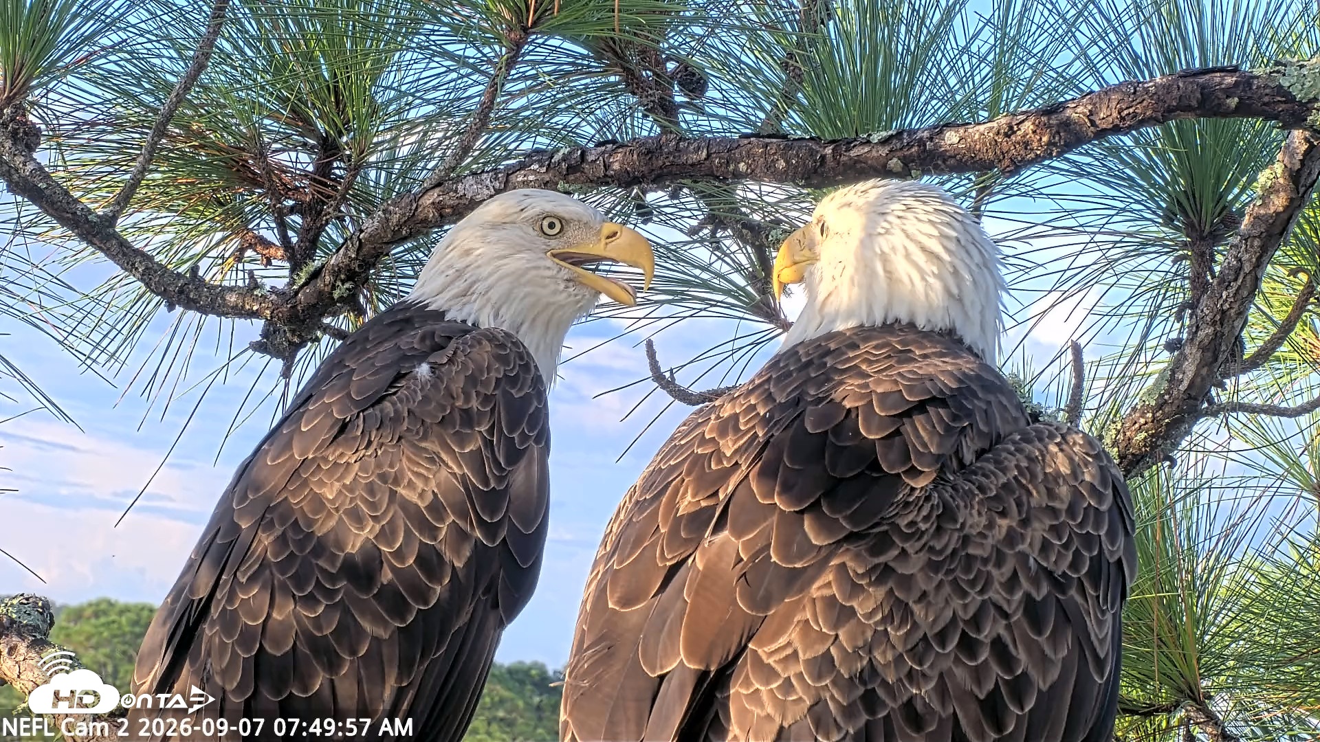 Snapshot of NE Florida Eagles Live Webcam taken Sep 7, 2026, 7:50am EDT