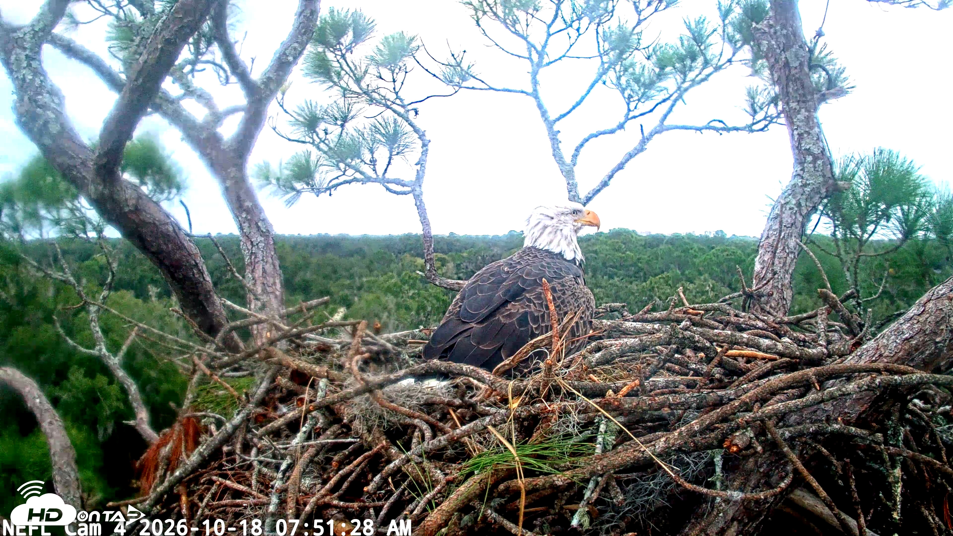 Snapshot of NE Florida Eagles Live Webcam taken Oct 18, 2026, 7:52am EDT