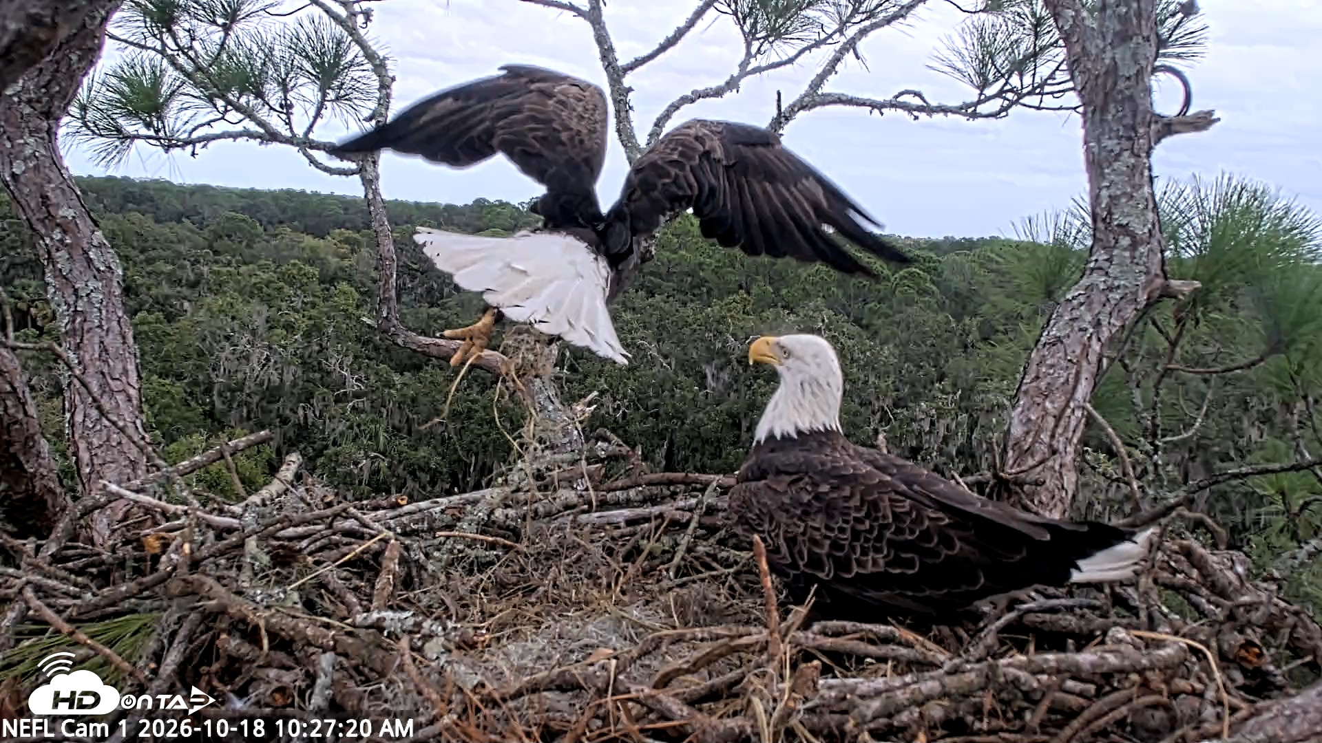 Snapshot of NE Florida Eagles Live Webcam taken Oct 18, 2026, 10:28am EDT