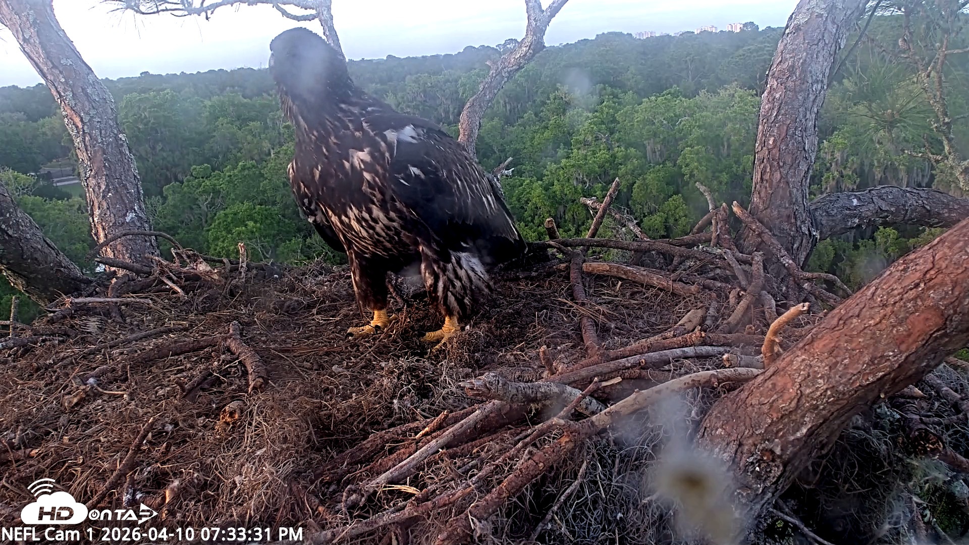 Snapshot of NE Florida Eagles Live Webcam taken Apr 10, 2026, 7:34pm EDT