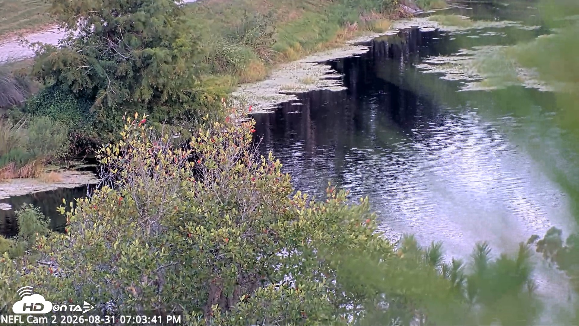 Snapshot of NE Florida Eagles Live Webcam taken Aug 31, 2026, 7:04pm EDT