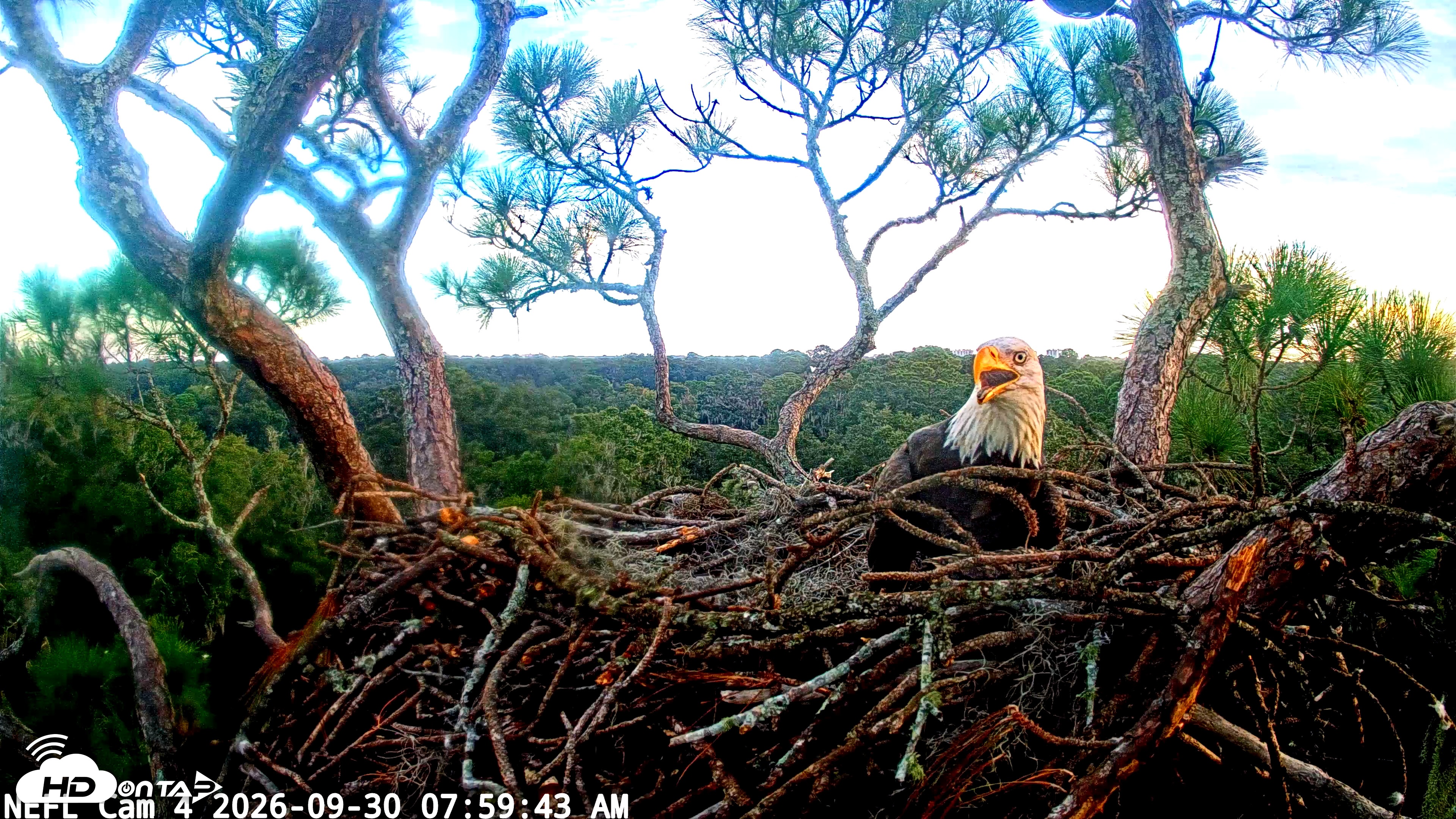 Snapshot of NE Florida Eagles Live Webcam taken Sep 30, 2026, 8:00am EDT