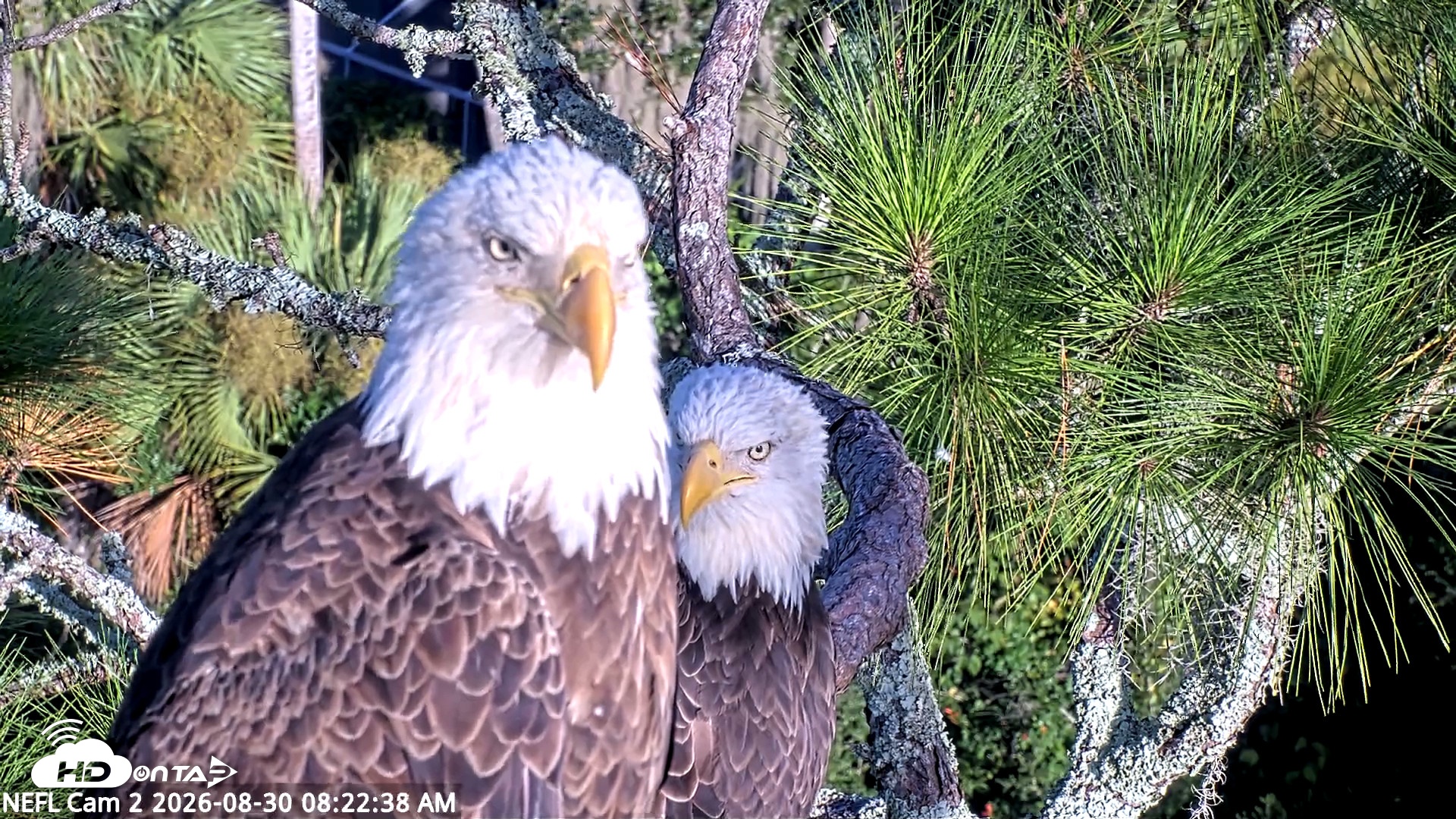Snapshot of NE Florida Eagles Live Webcam taken Aug 30, 2026, 8:23am EDT