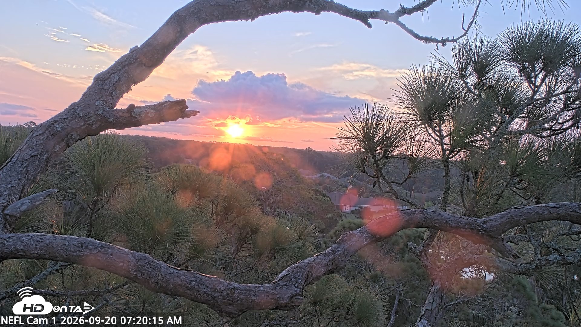Snapshot of NE Florida Eagles Live Webcam taken Sep 20, 2026, 7:21am EDT