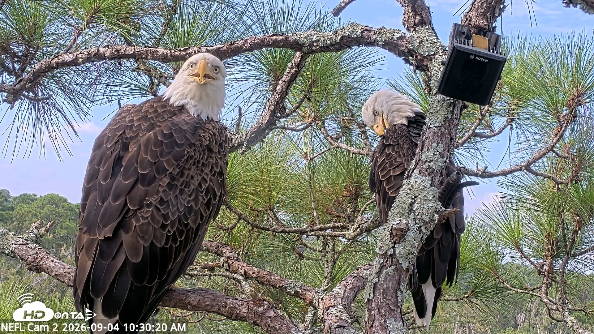 Snapshot of NE Florida Eagles Live Webcam taken Sep 4, 2026, 10:31am EDT