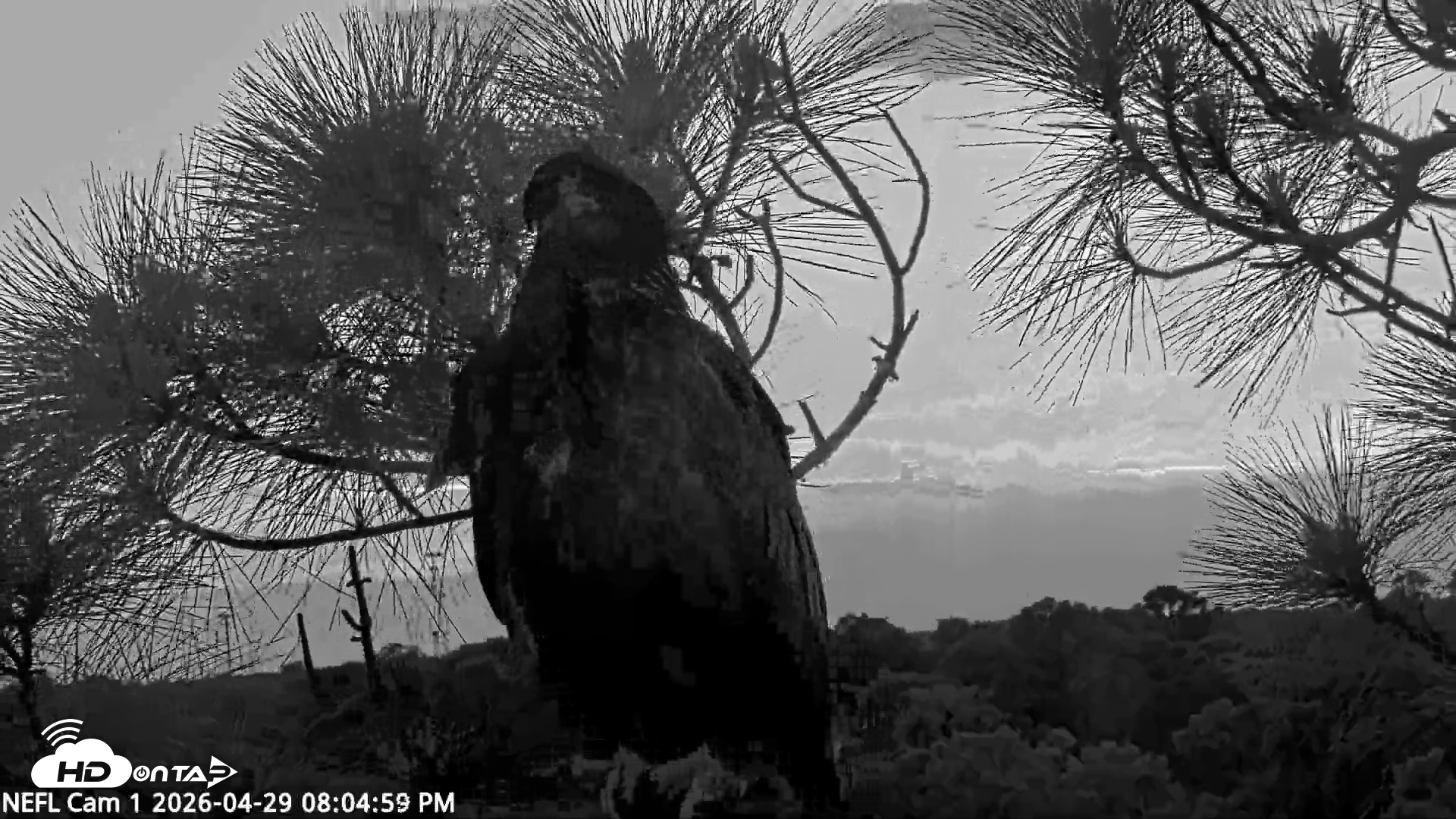 Snapshot of NE Florida Eagles Live Webcam taken Apr 29, 2026, 8:05pm EDT