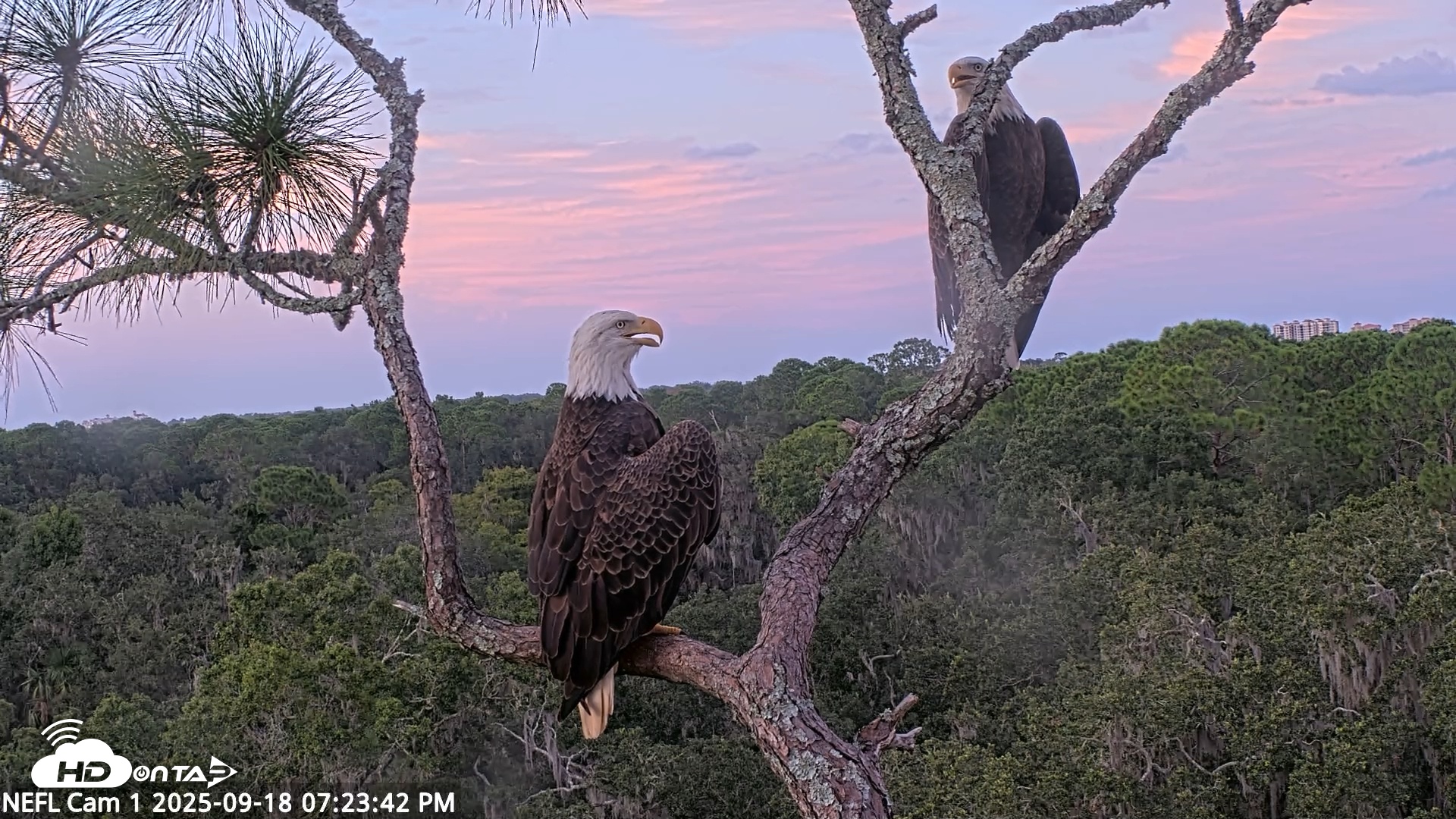 Snapshot of NE Florida Eagles Live Webcam taken Sep 18, 2025, 7:24pm EDT