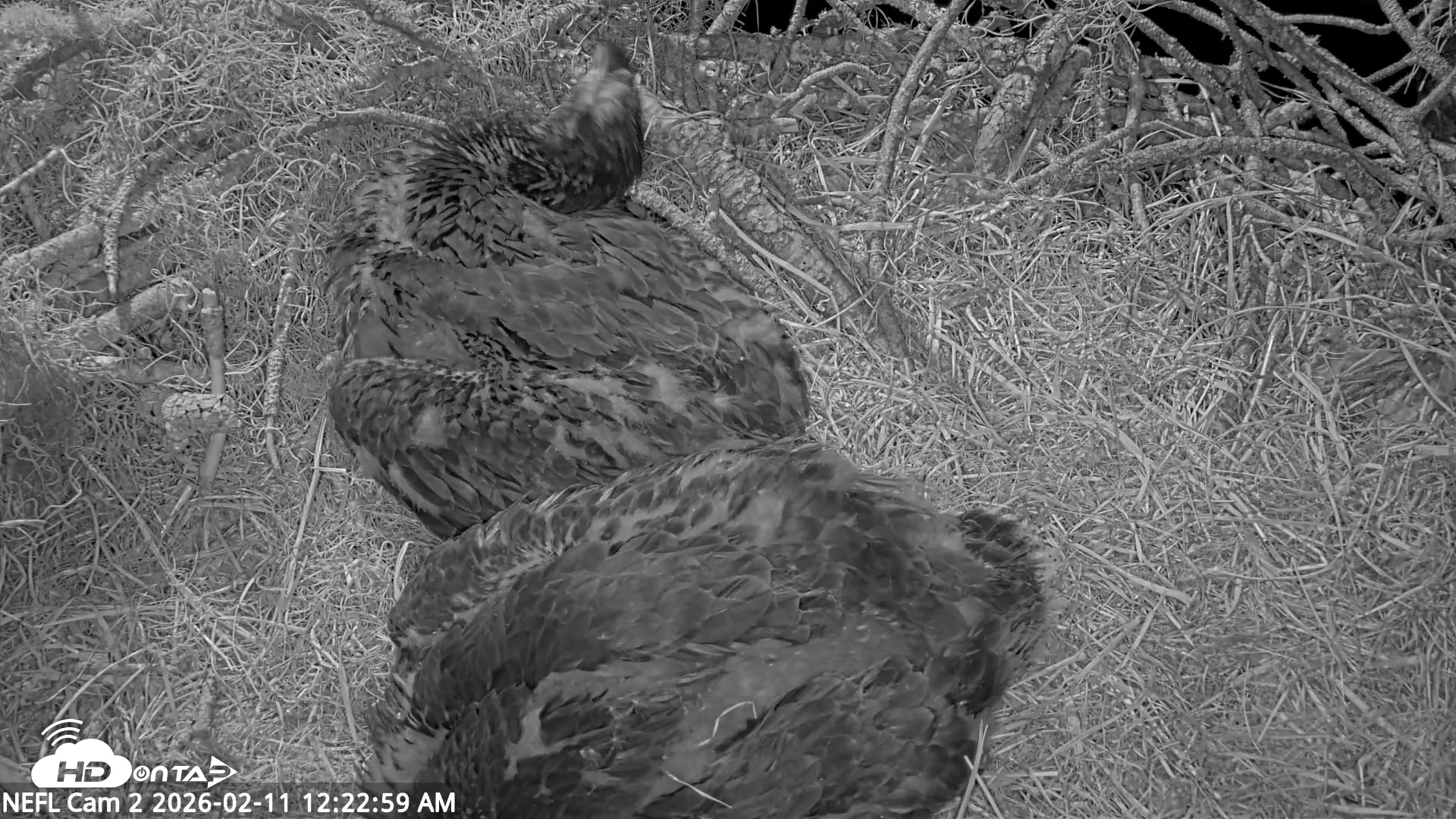 Snapshot of NE Florida Eagles Live Webcam taken Feb 11, 2026, 12:23am EST