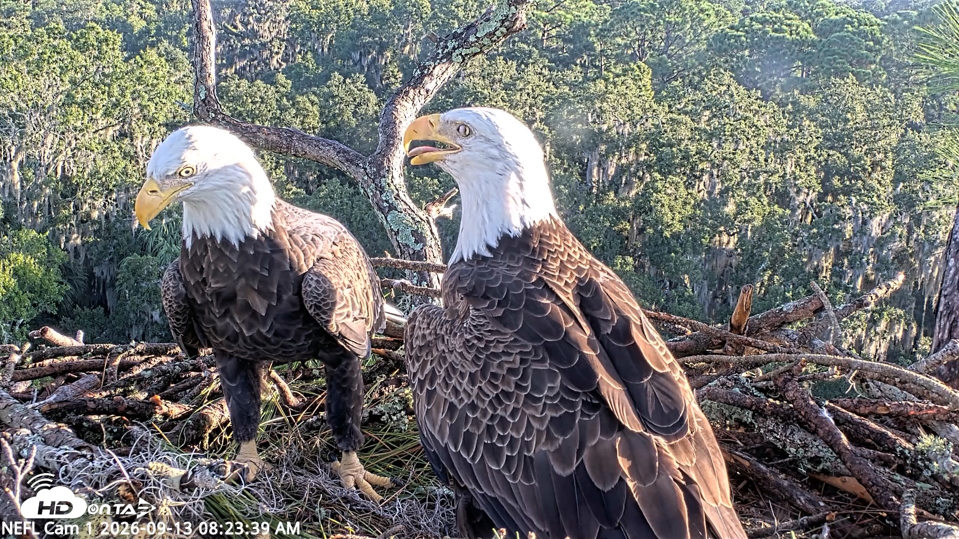 Snapshot of NE Florida Eagles Live Webcam taken Sep 13, 2026, 8:24am EDT