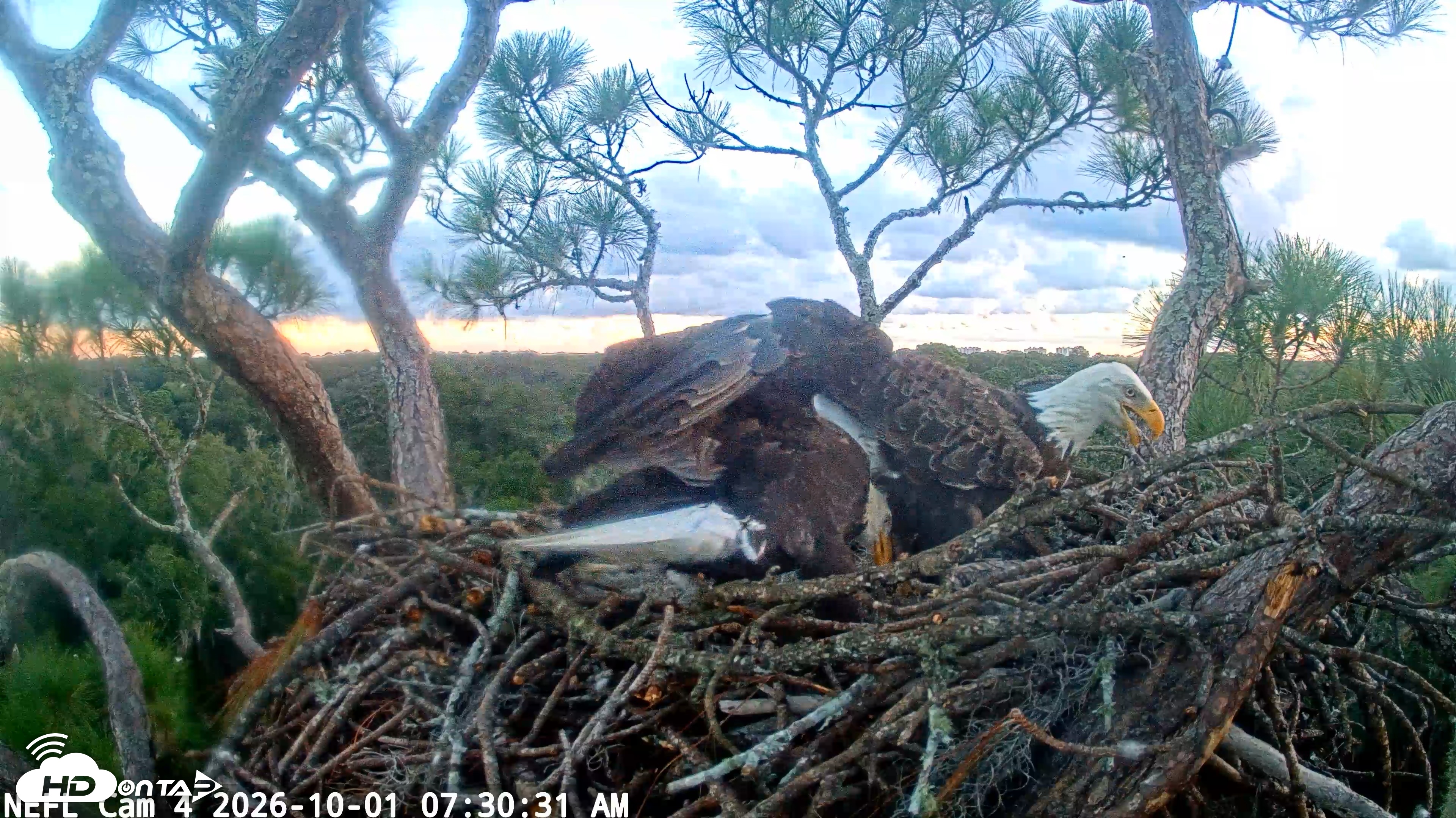 Snapshot of NE Florida Eagles Live Webcam taken Oct 1, 2026, 7:31am EDT
