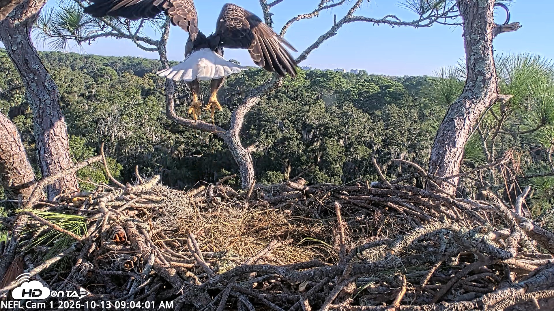 Snapshot of NE Florida Eagles Live Webcam taken Oct 13, 2026, 9:05am EDT