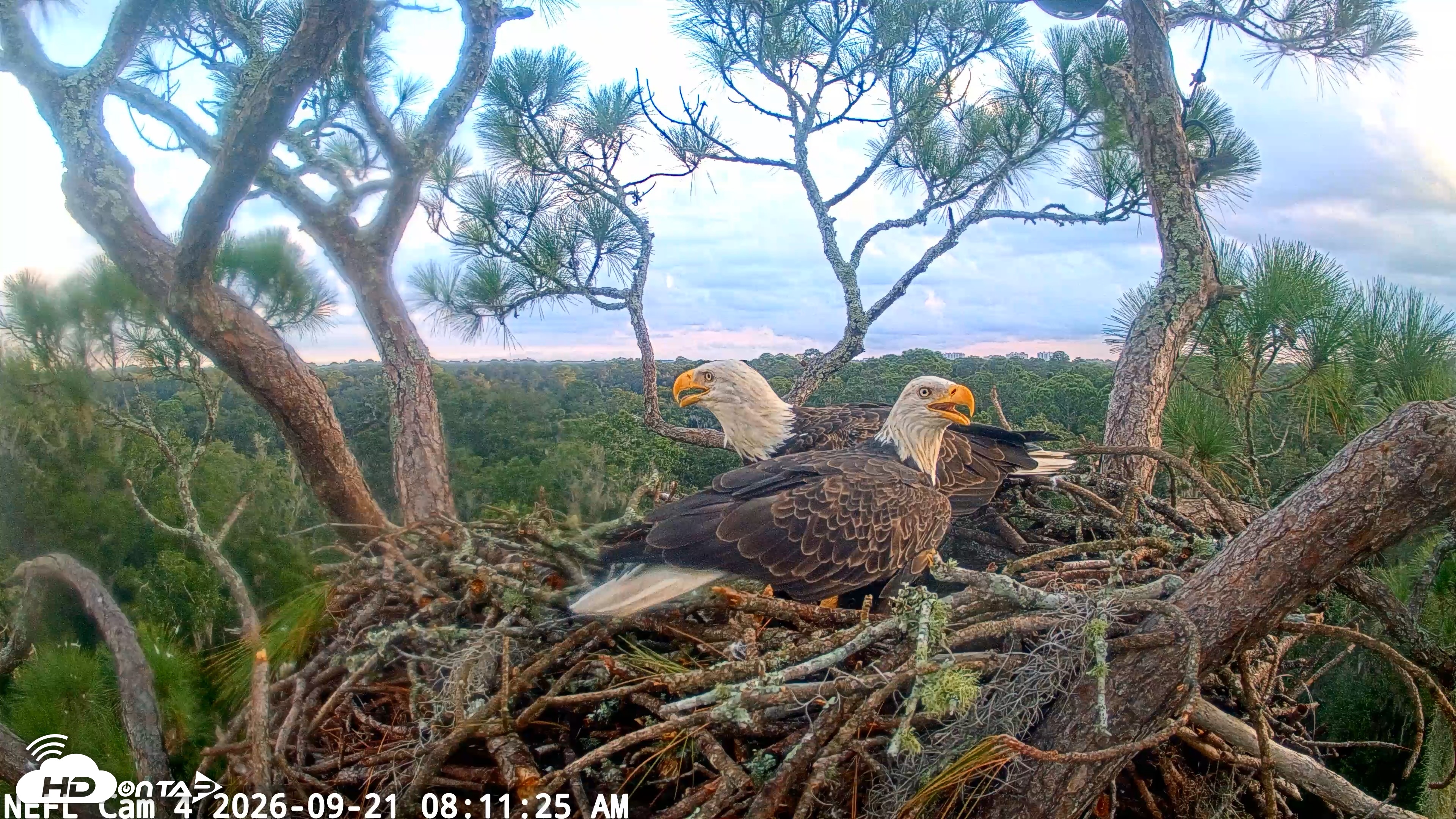 Snapshot of NE Florida Eagles Live Webcam taken Sep 21, 2026, 8:12am EDT
