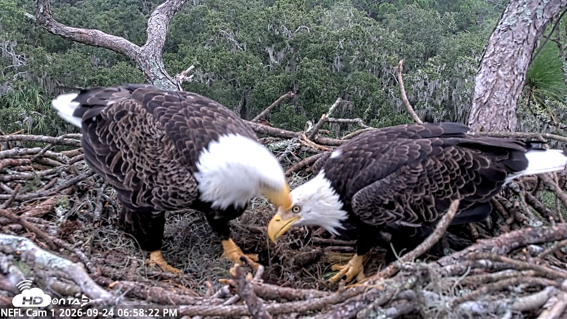 Snapshot of NE Florida Eagles Live Webcam taken Sep 24, 2026, 6:59pm EDT