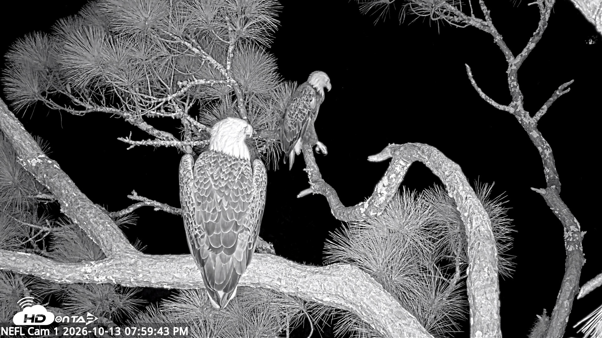 Snapshot of NE Florida Eagles Live Webcam taken Oct 13, 2026, 8:00pm EDT