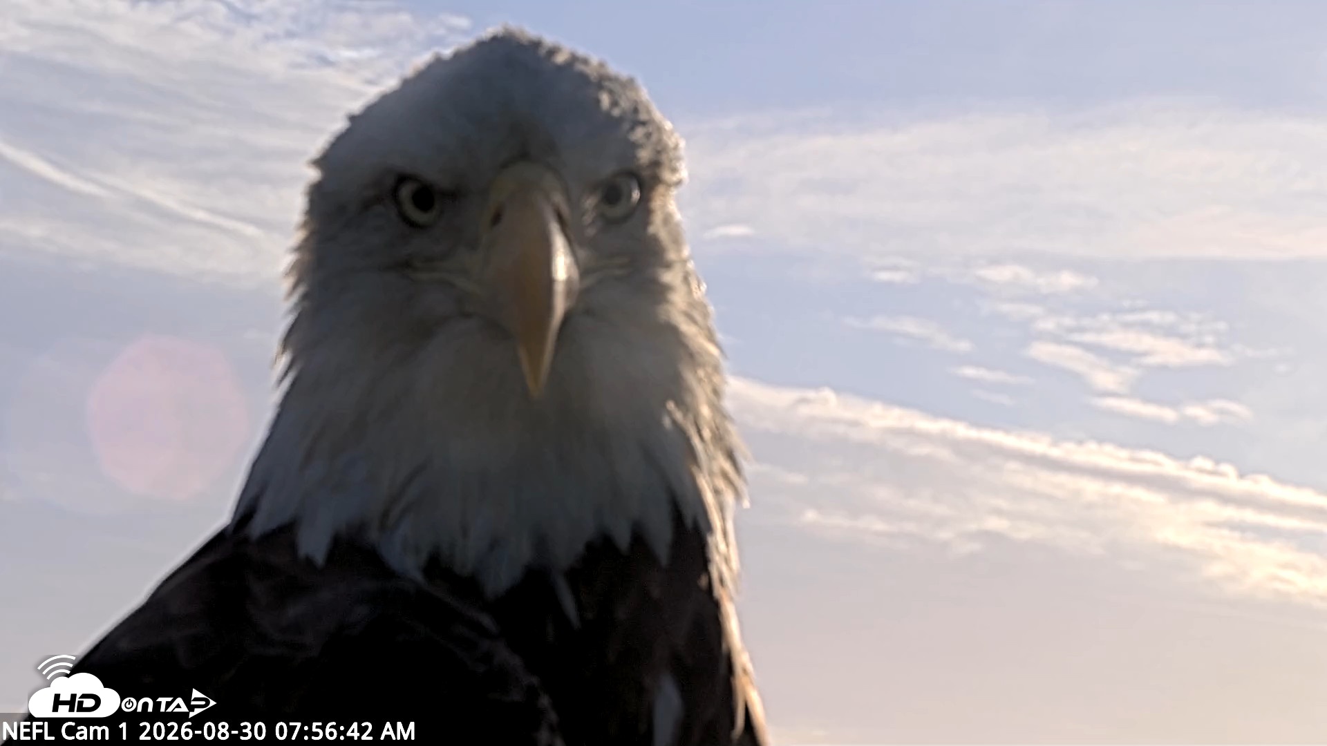 Snapshot of NE Florida Eagles Live Webcam taken Aug 30, 2026, 7:57am EDT