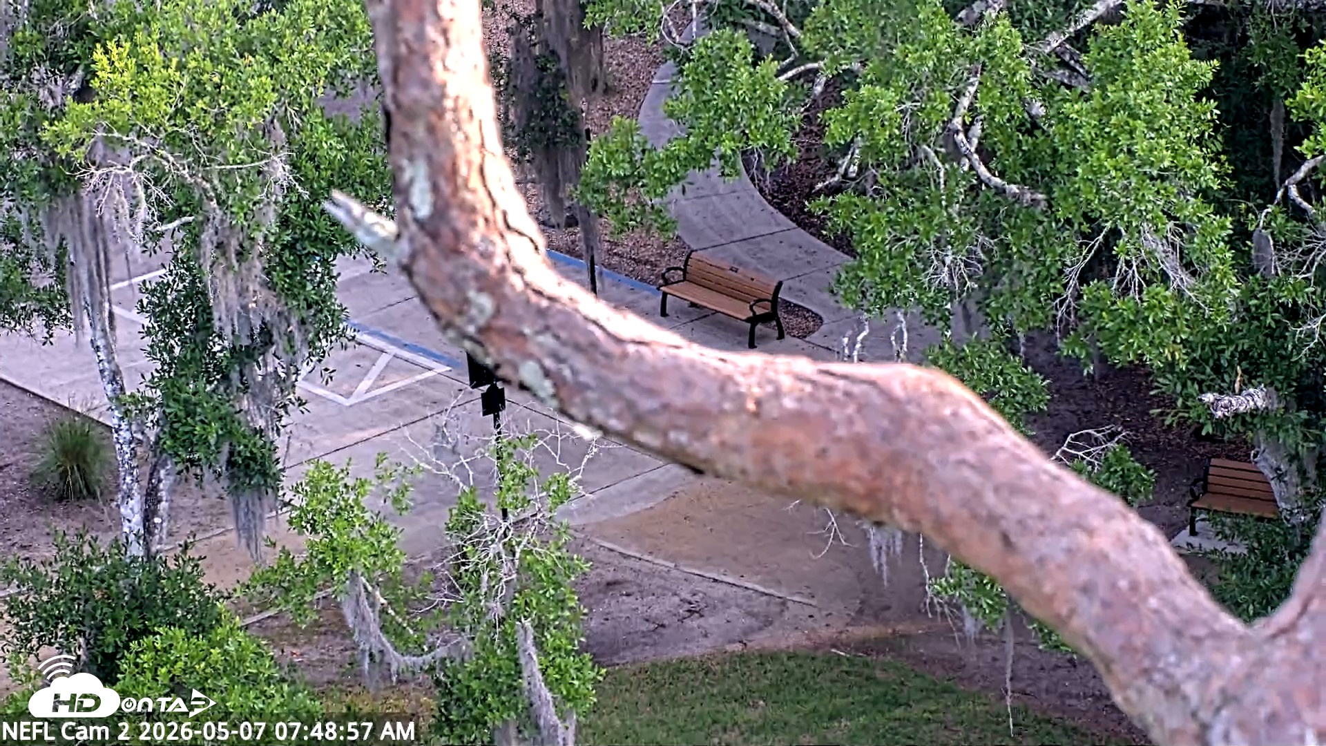 Snapshot of NE Florida Eagles Live Webcam taken May 7, 2026, 7:49am EDT