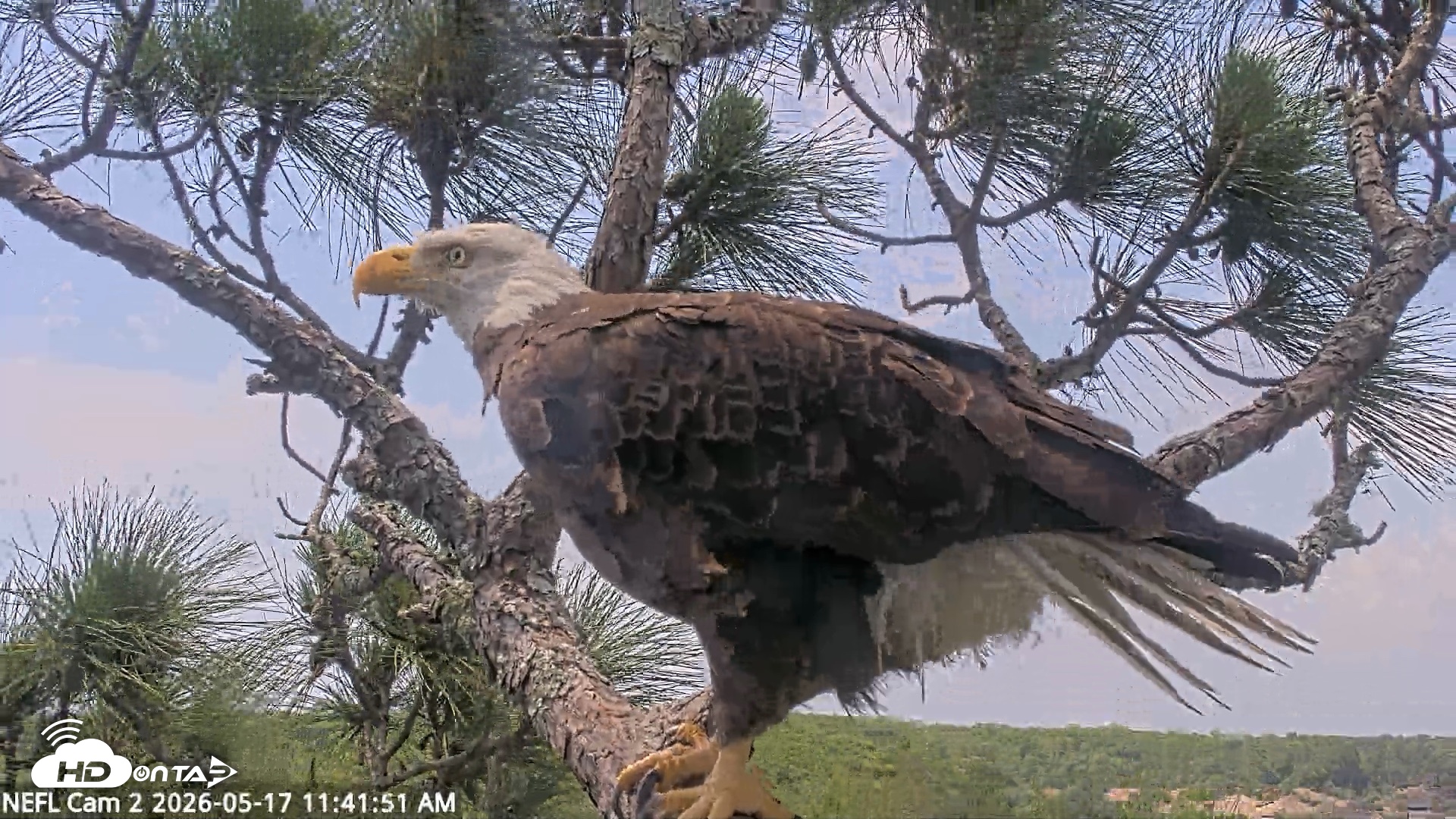 Snapshot of NE Florida Eagles Live Webcam taken May 17, 2026, 11:43am EDT