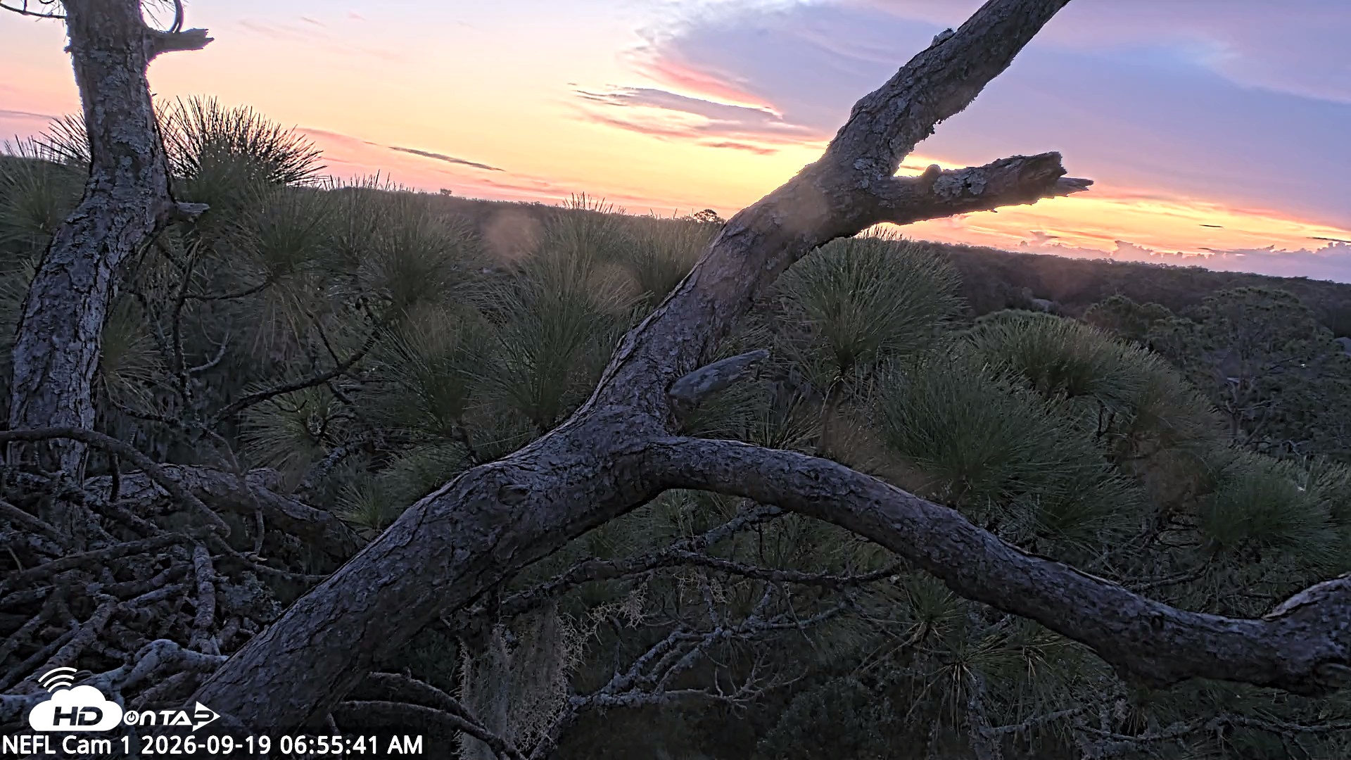 Snapshot of NE Florida Eagles Live Webcam taken Sep 19, 2026, 6:56am EDT
