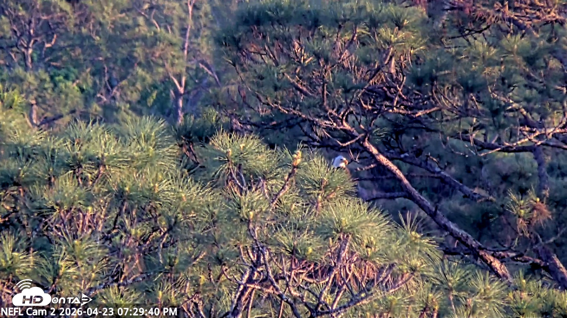 Snapshot of NE Florida Eagles Live Webcam taken Apr 23, 2026, 7:30pm EDT