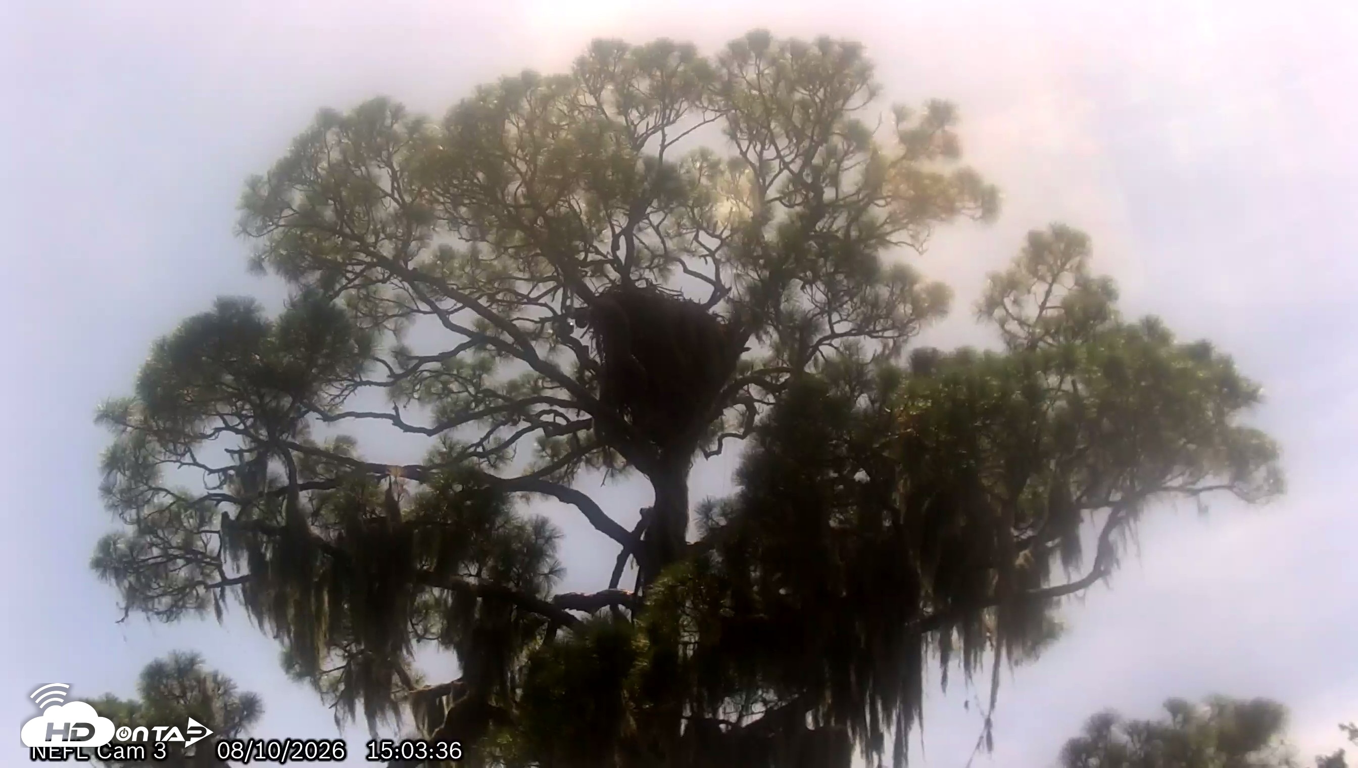 Snapshot of NE Florida Eagles Live Webcam taken Aug 10, 2026, 3:04pm EDT