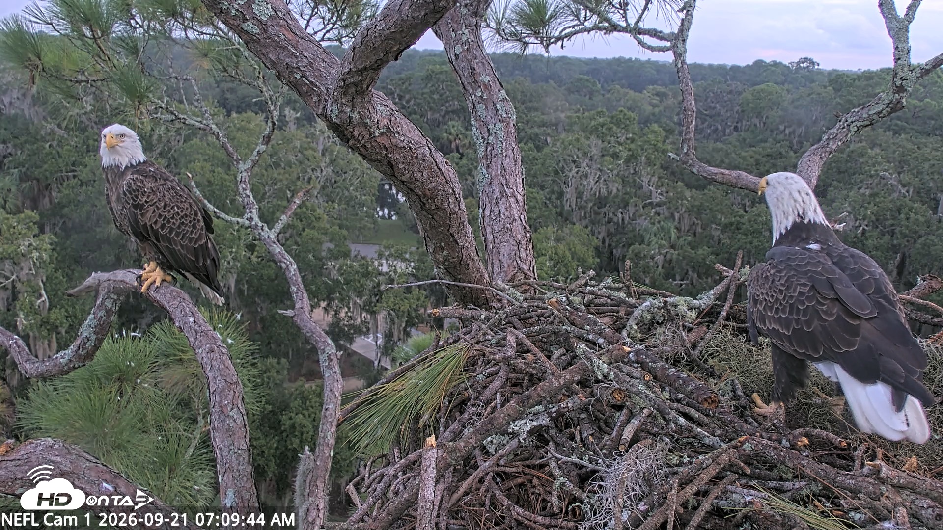 Snapshot of NE Florida Eagles Live Webcam taken Sep 21, 2026, 7:10am EDT