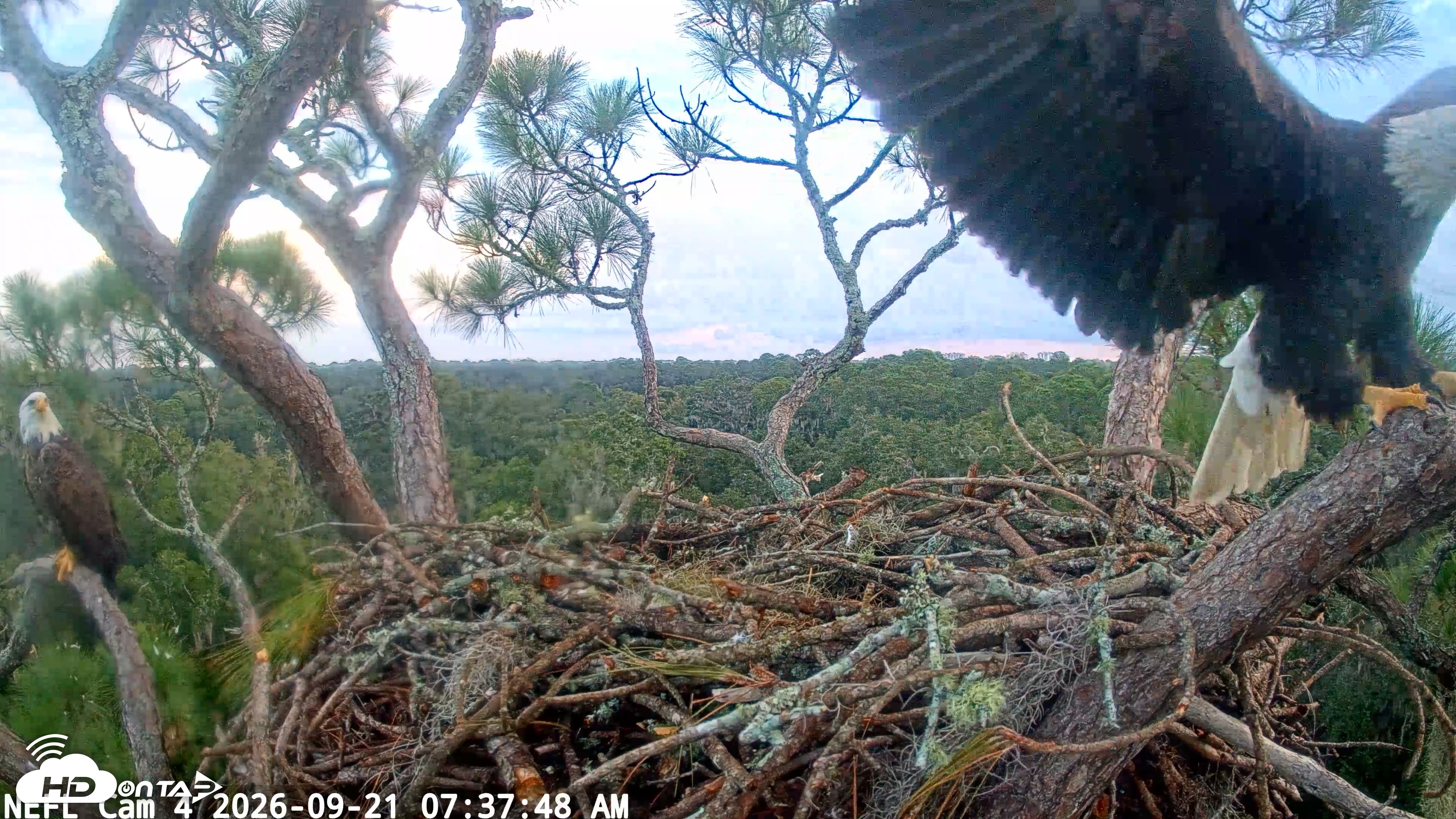 Snapshot of NE Florida Eagles Live Webcam taken Sep 21, 2026, 7:38am EDT