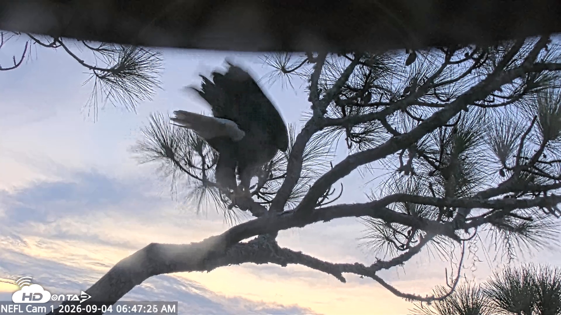 Snapshot of NE Florida Eagles Live Webcam taken Sep 4, 2026, 6:48am EDT