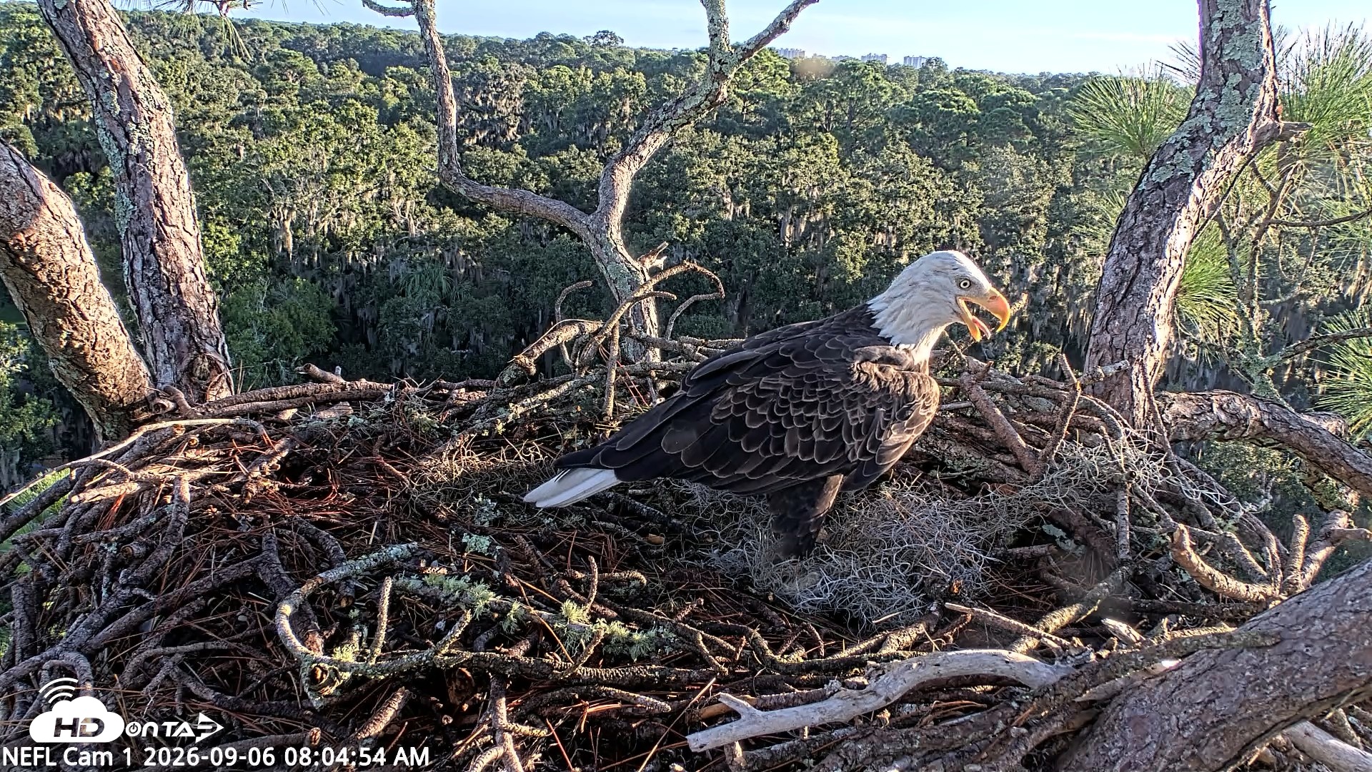 Snapshot of NE Florida Eagles Live Webcam taken Sep 6, 2026, 8:06am EDT
