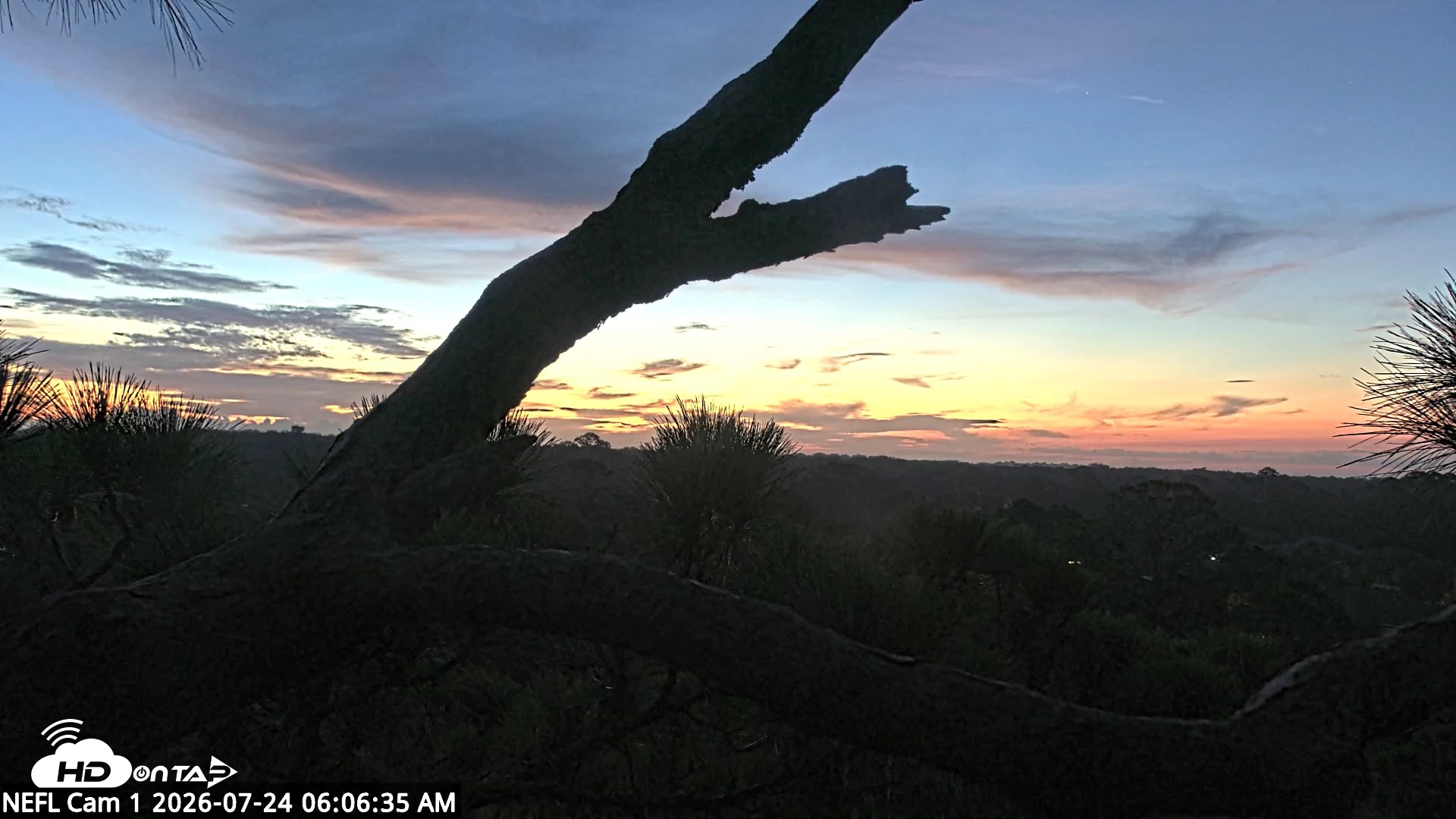 Snapshot of NE Florida Eagles Live Webcam taken Jul 24, 2026, 6:07am EDT