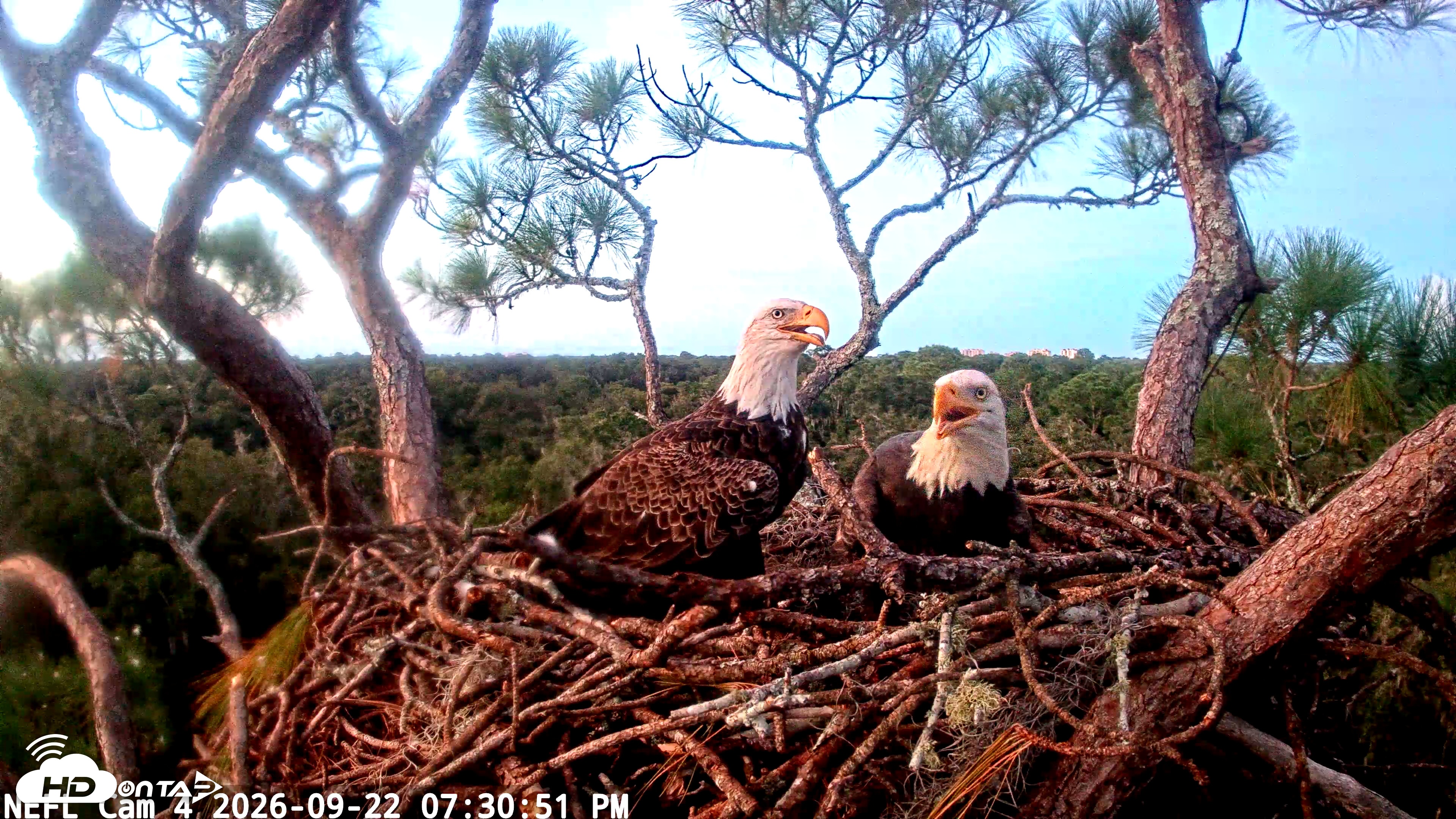 Snapshot of NE Florida Eagles Live Webcam taken Sep 22, 2026, 7:31pm EDT