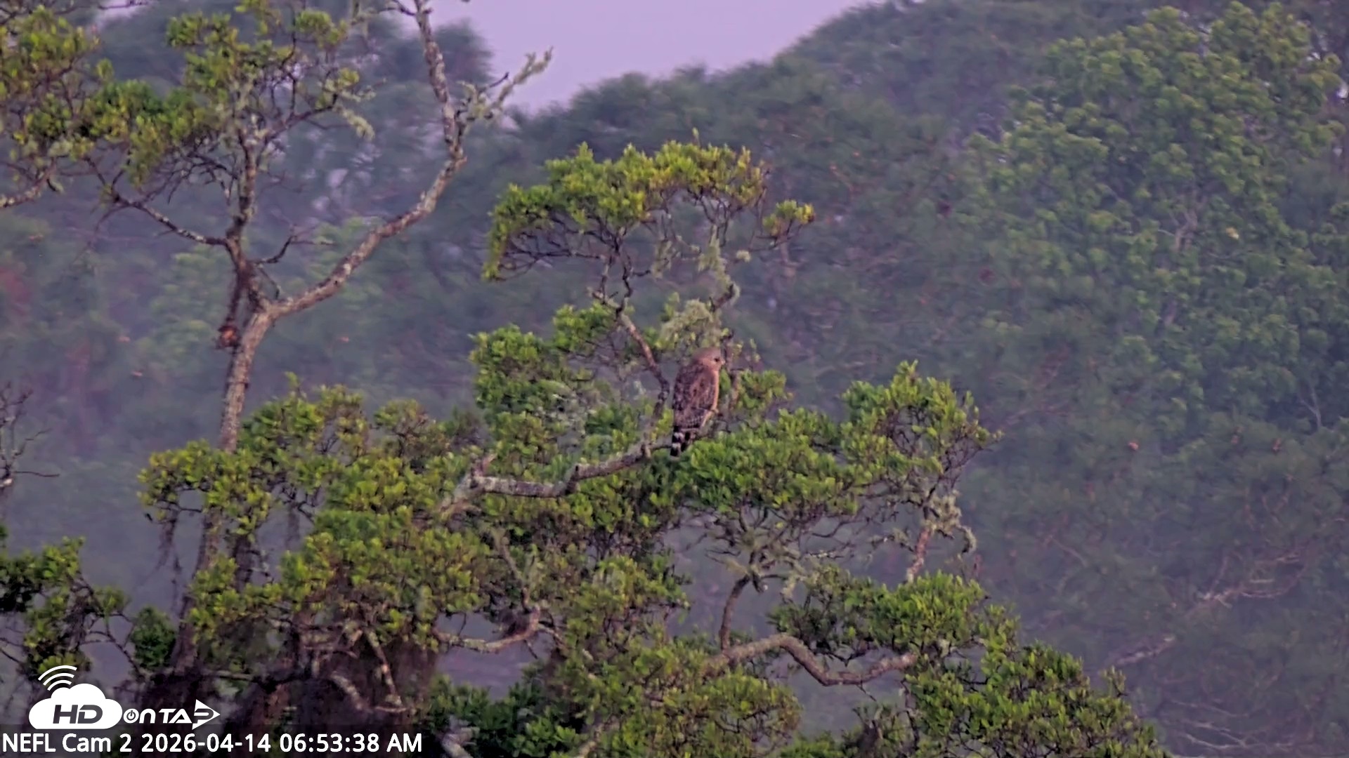Snapshot of NE Florida Eagles Live Webcam taken Apr 14, 2026, 6:54am EDT