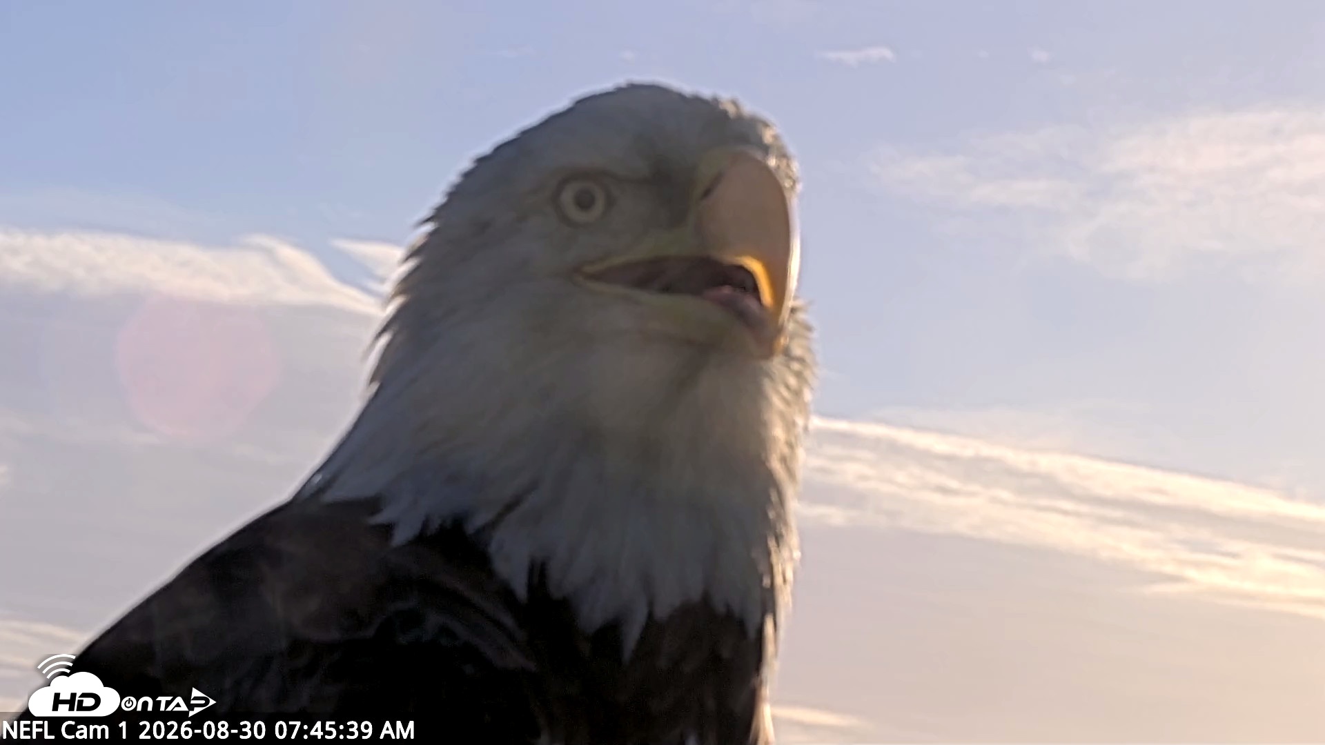 Snapshot of NE Florida Eagles Live Webcam taken Aug 30, 2026, 7:46am EDT
