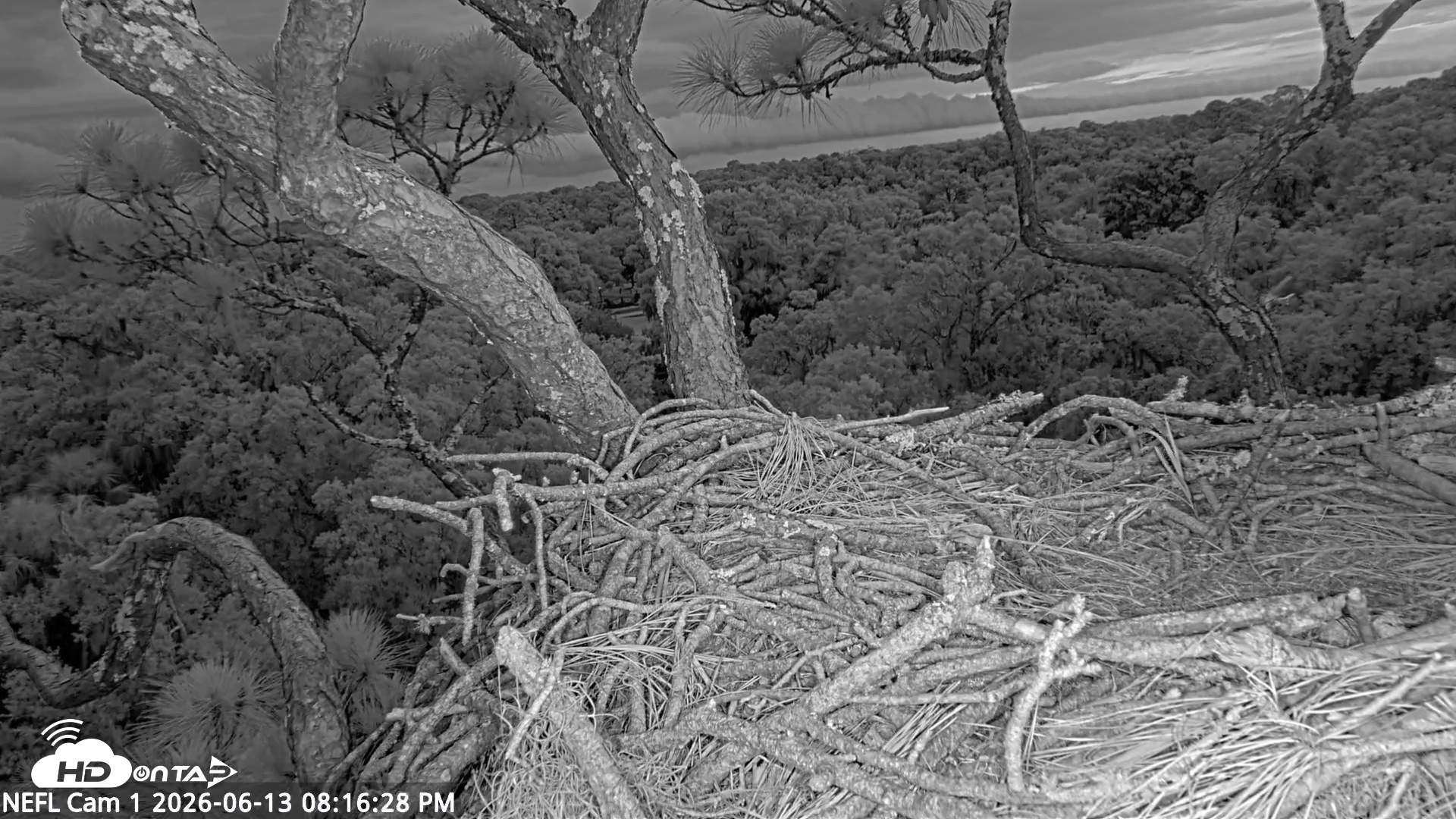 Snapshot of NE Florida Eagles Live Webcam taken Jun 13, 2026, 8:17pm EDT
