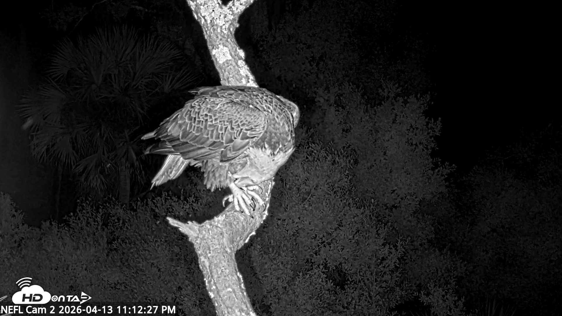 Snapshot of NE Florida Eagles Live Webcam taken Apr 13, 2026, 11:13pm EDT