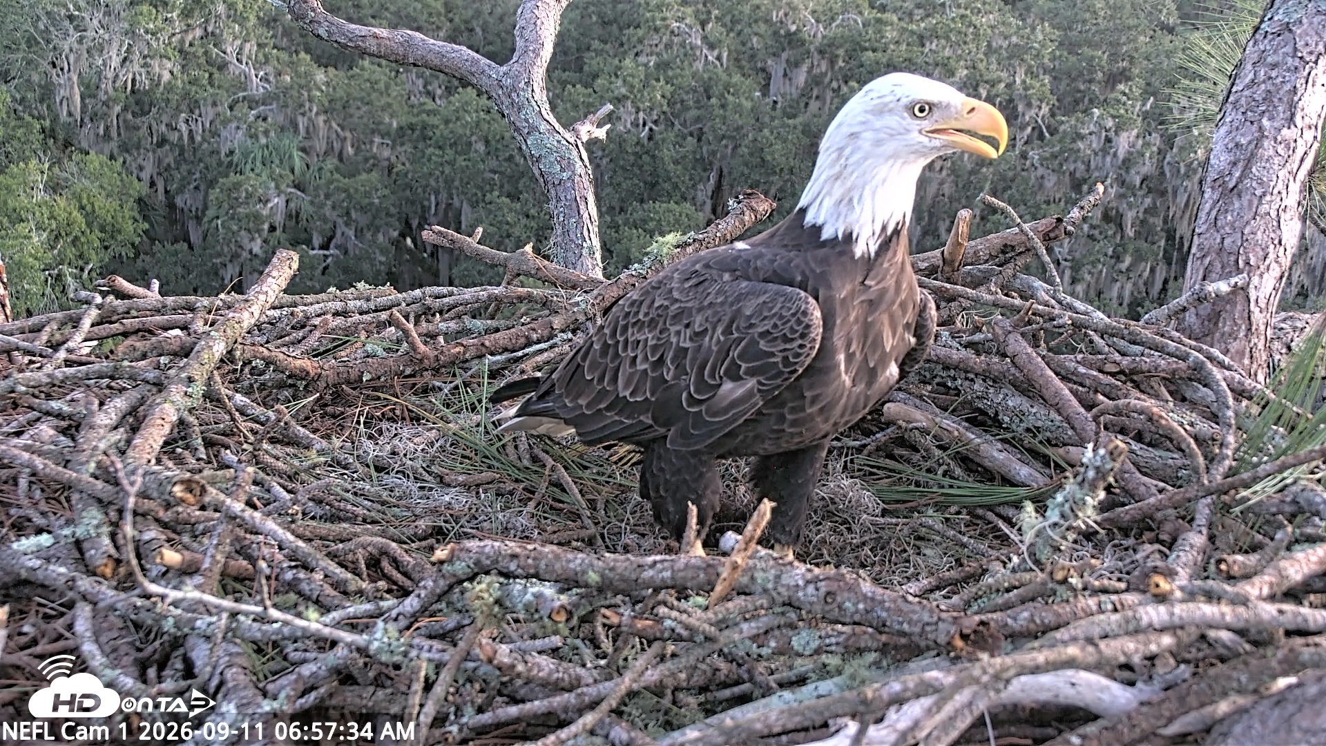 Snapshot of NE Florida Eagles Live Webcam taken Sep 11, 2026, 6:58am EDT