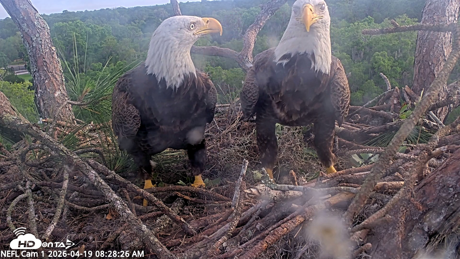 Snapshot of NE Florida Eagles Live Webcam taken Apr 19, 2026, 8:29am EDT