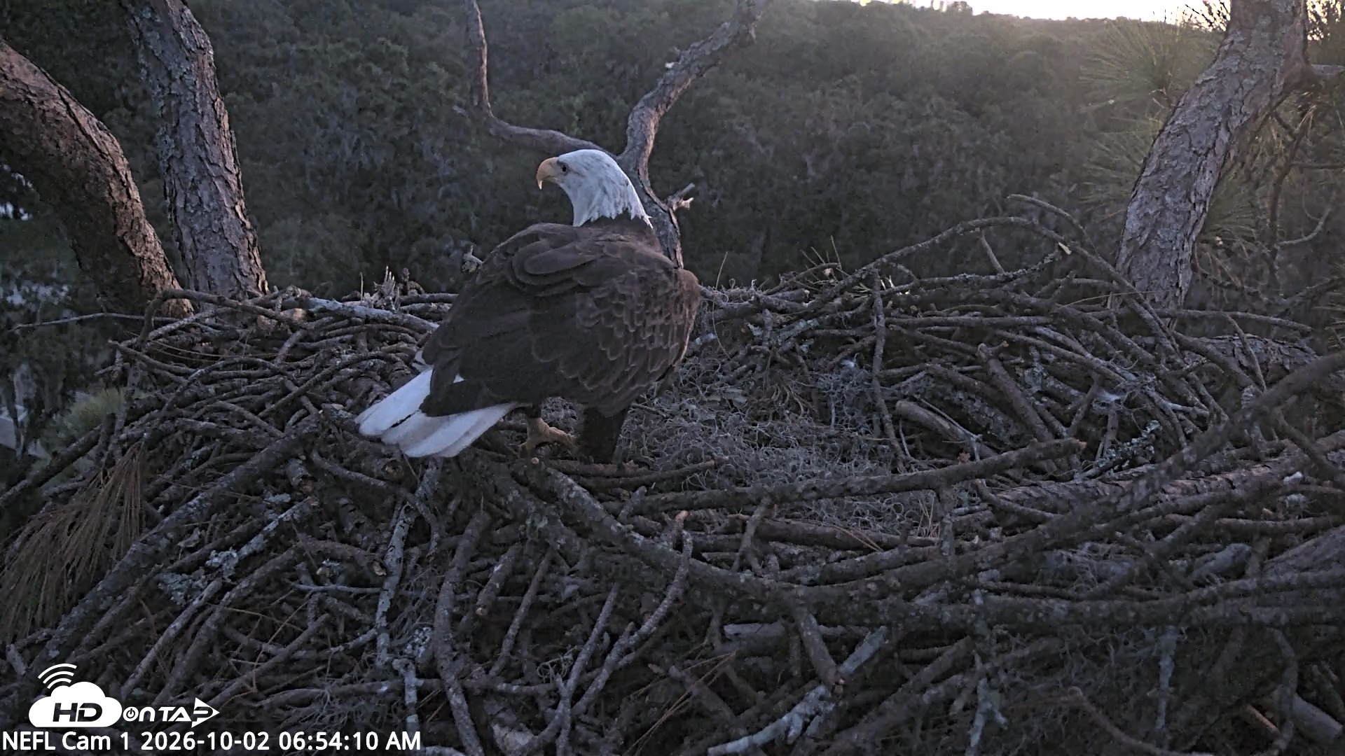 Snapshot of NE Florida Eagles Live Webcam taken Oct 2, 2026, 6:55am EDT