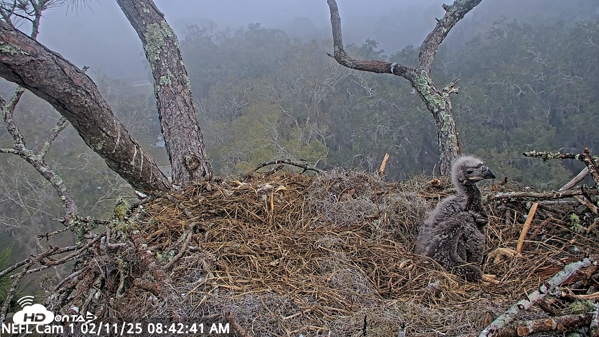 Snapshot of NE Florida Eagles Live Webcam taken Feb 11, 2025, 8:42am EST